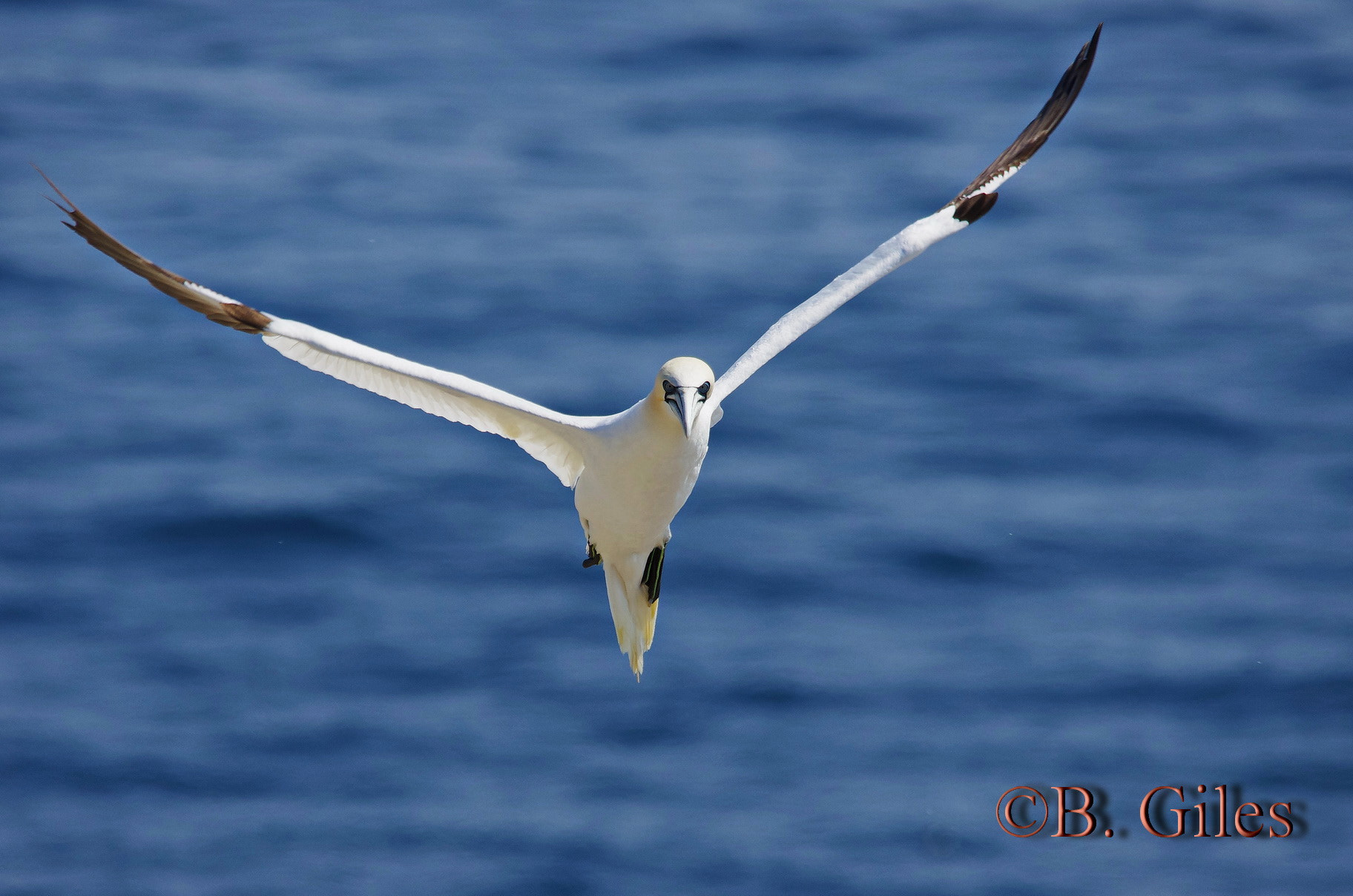 Sigma 150-500mm F5-6.3 DG OS HSM sample photo. Final approach photography