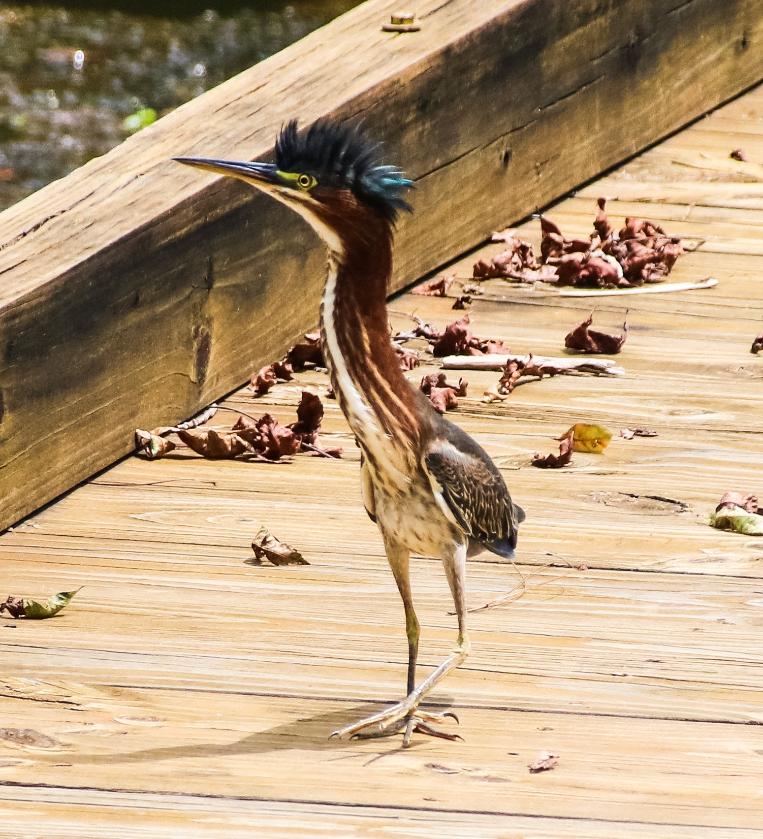 Canon 18-300mm sample photo. Standing tall photography