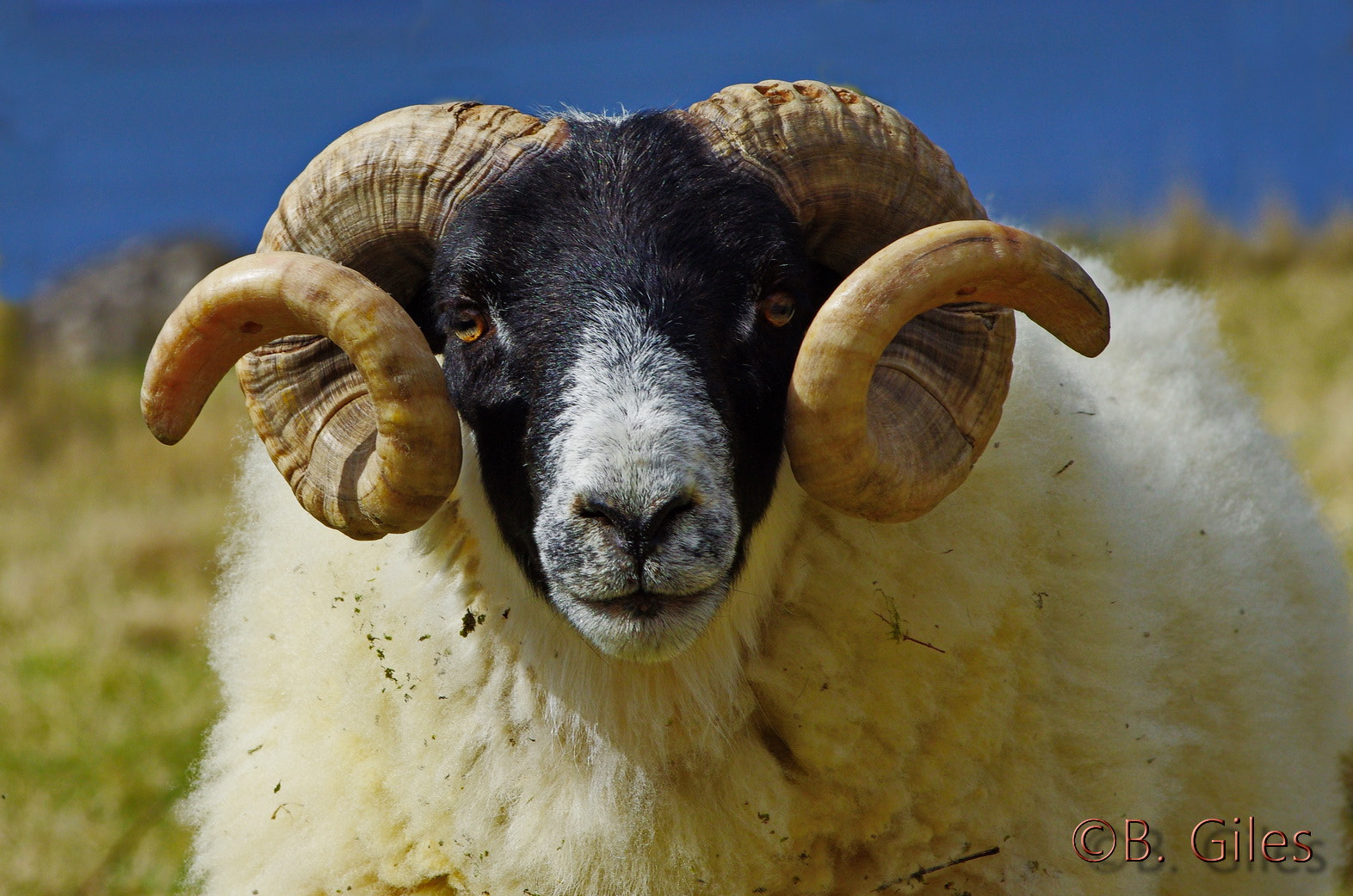 Pentax smc DA* 60-250mm F4.0 ED (IF) SDM sample photo. Full curl scotland style photography