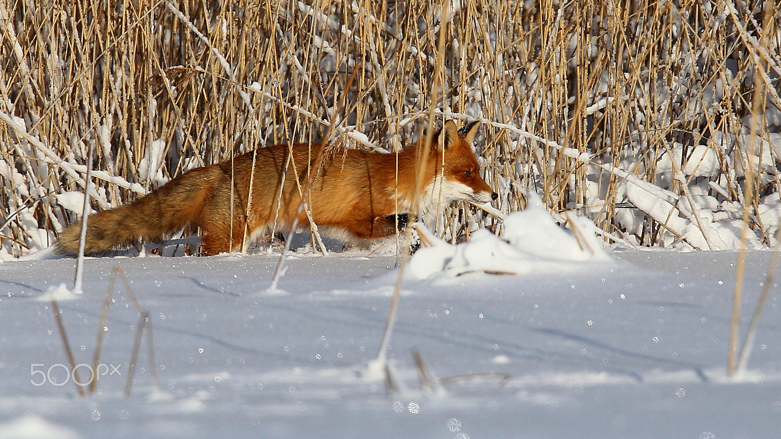 Canon EOS-1D Mark IV sample photo. Fox in snow photography