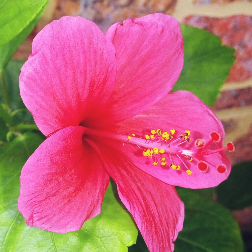 HTC D728W sample photo. Flower love. photography