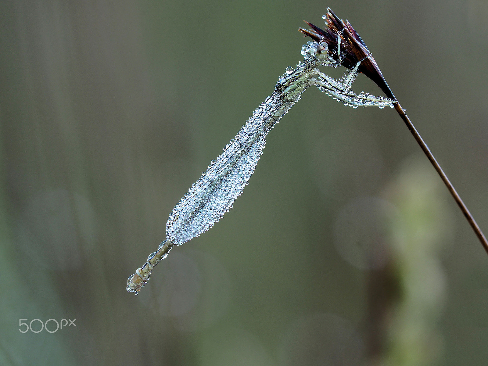 Olympus OM-D E-M5 II + Sigma 150mm F2.8 EX DG Macro HSM sample photo. Federlibelle photography