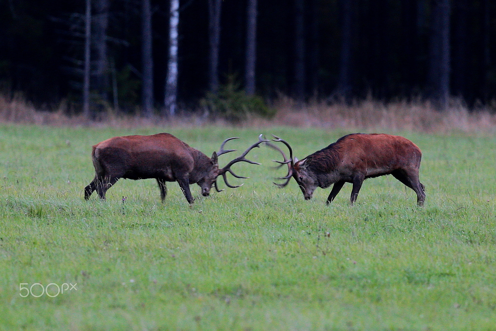 Canon EF 400mm F2.8L IS USM sample photo. The winner take its al photography