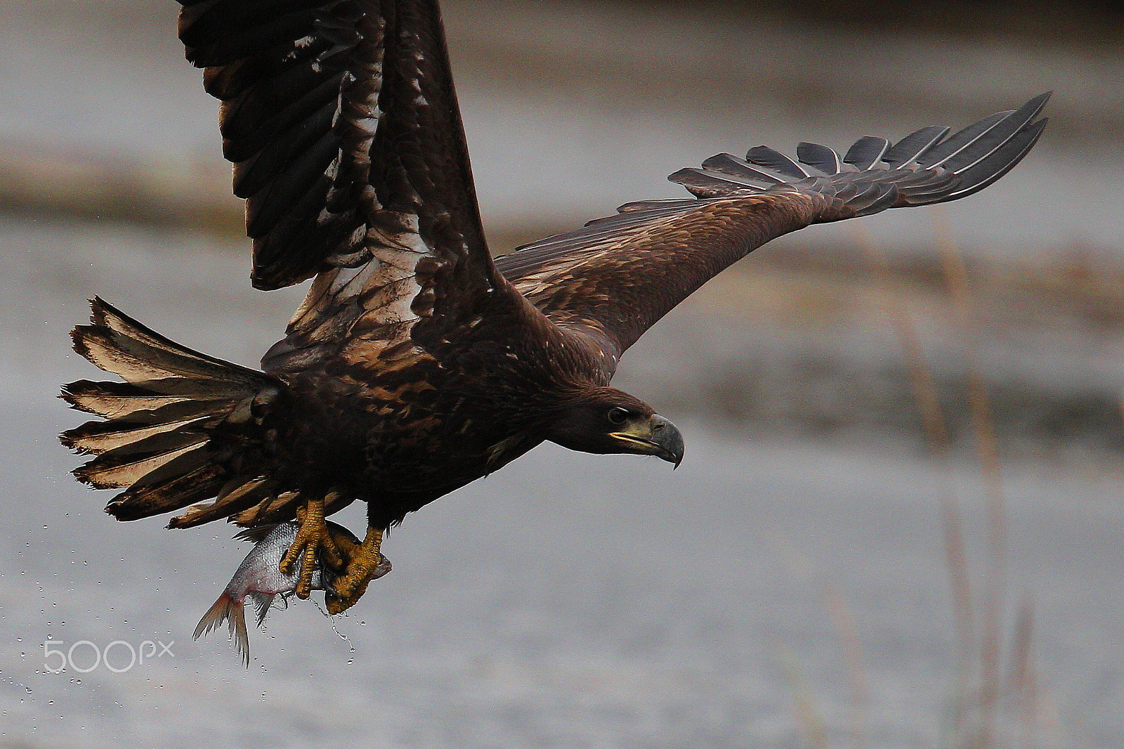 Canon EOS-1D Mark IV sample photo. Fresh fish in my claw photography