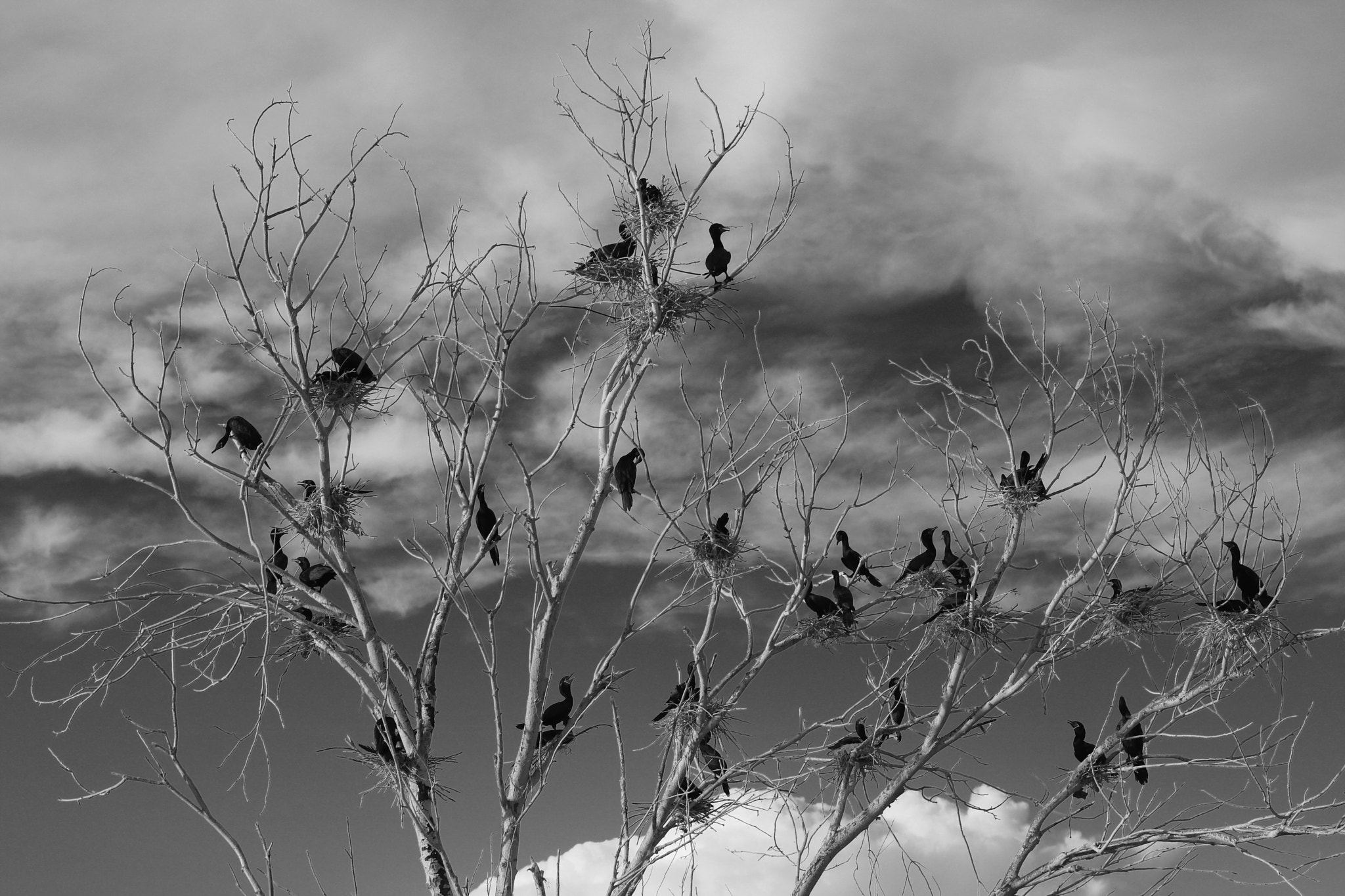 Canon EOS 760D (EOS Rebel T6s / EOS 8000D) sample photo. Cormorants nesting photography