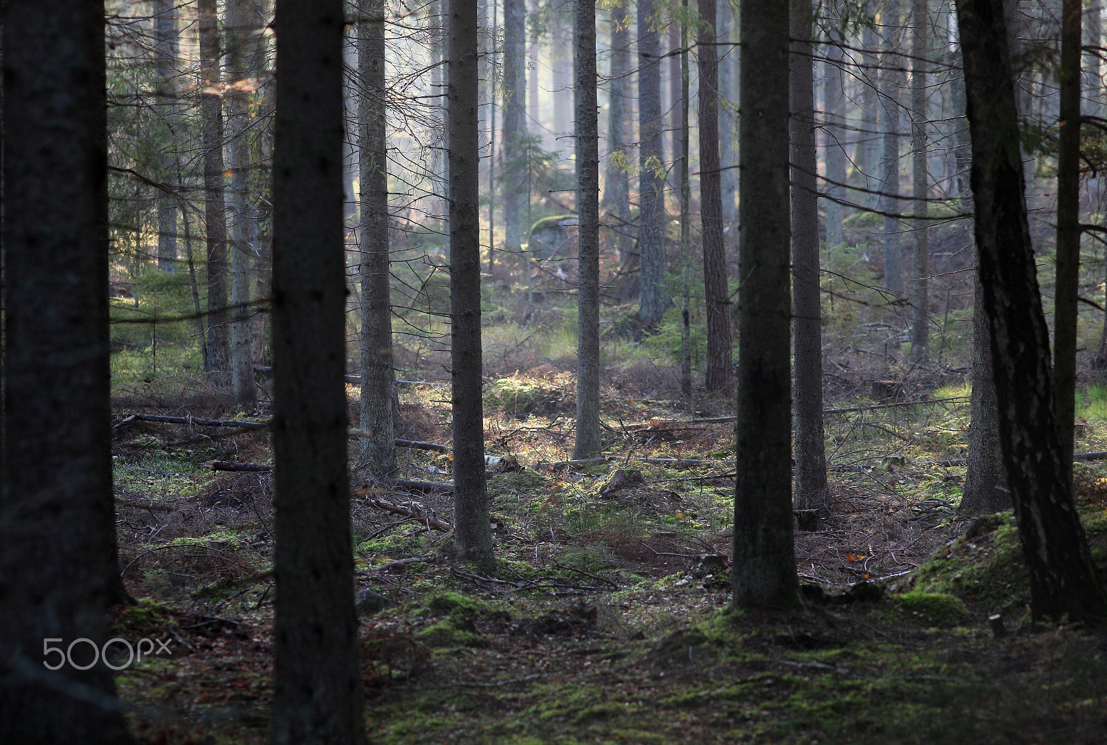 Canon EF200mm f/2.8L USM sample photo. Come into the woods photography