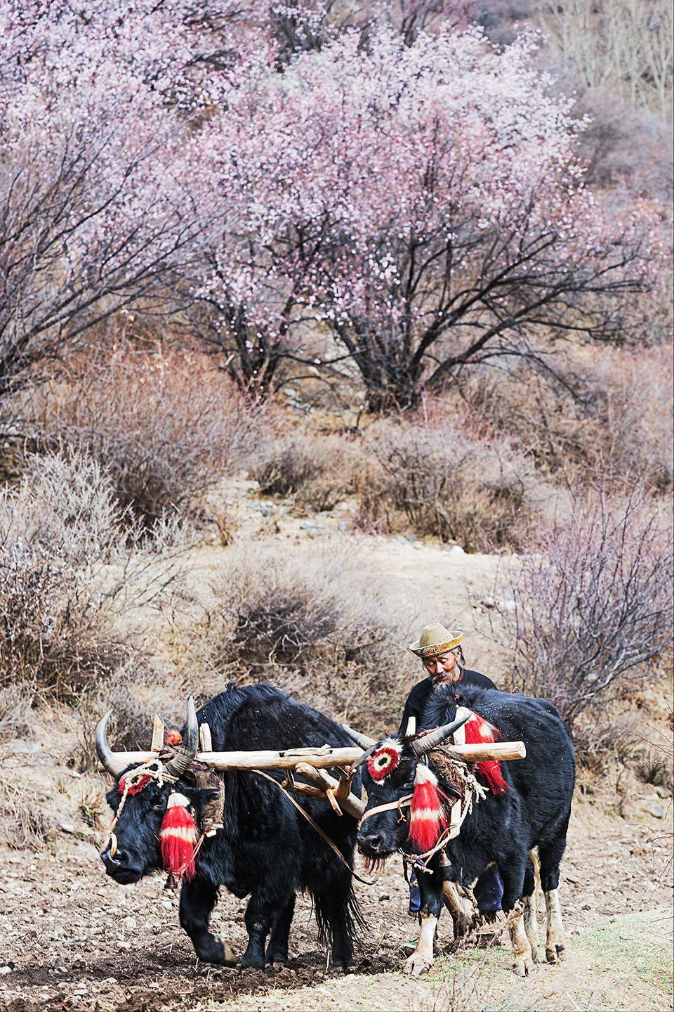 Sony a99 II + Minolta/Sony AF 70-200mm F2.8 G sample photo. Ploughing photography