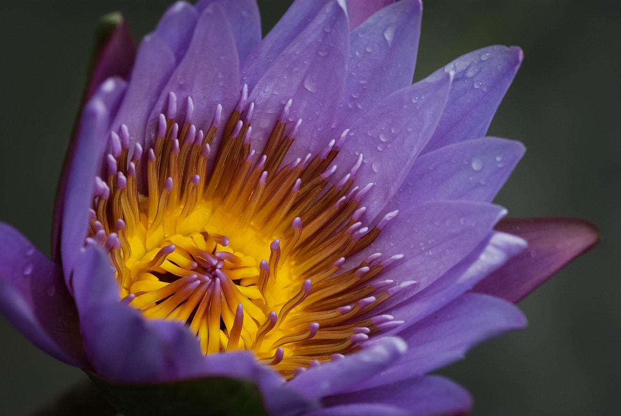 Pentax K10D + Tamron SP AF 90mm F2.8 Di Macro sample photo. 怒放 photography