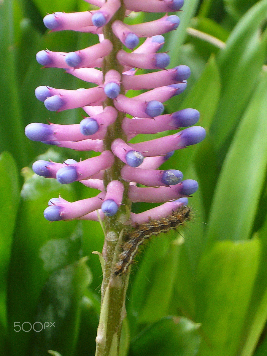 Panasonic DMC-FX01 sample photo. Can you spot the caterpillar photography