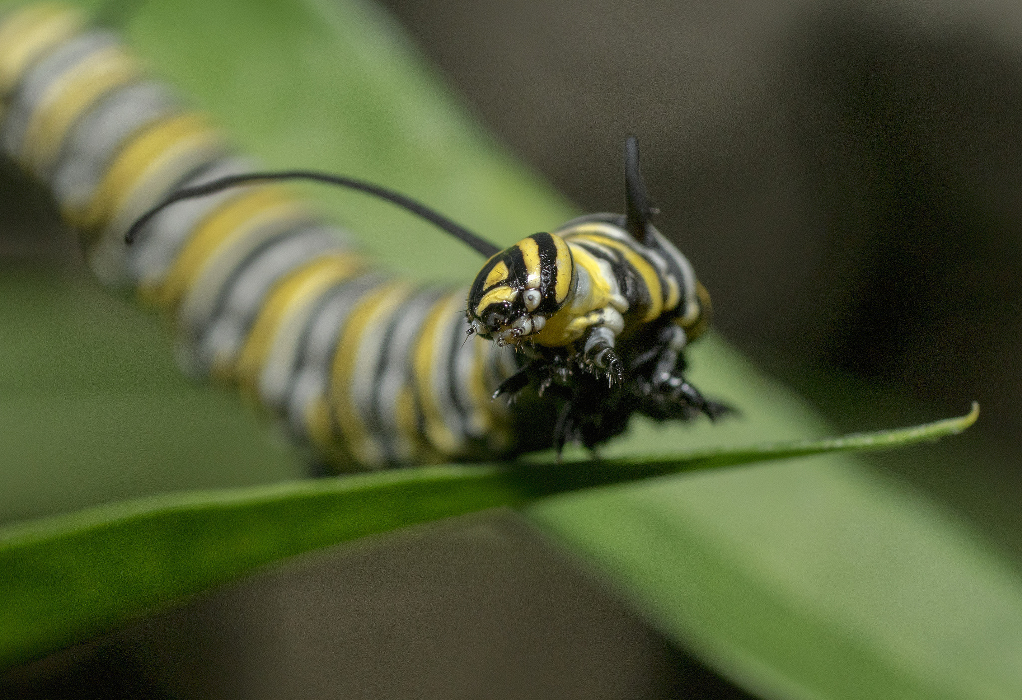 Sony ILCA-77M2 + Tamron SP AF 90mm F2.8 Di Macro sample photo. The caterpillar cometh photography