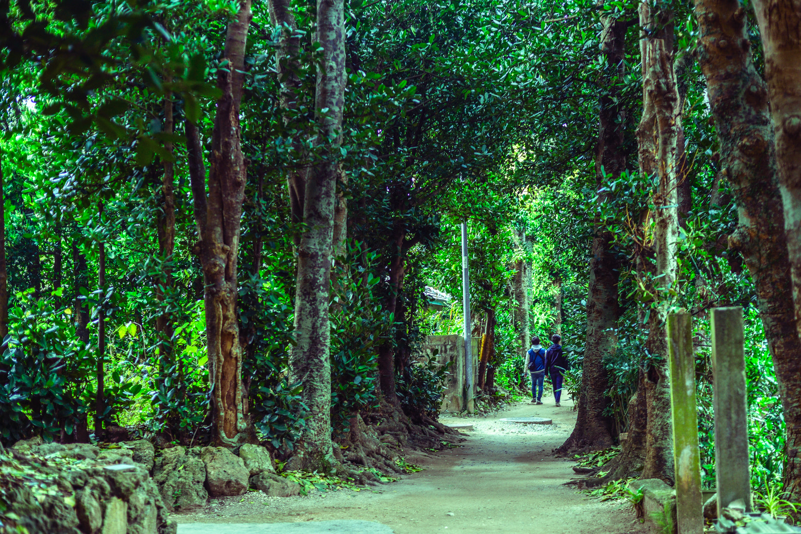 AF Nikkor 50mm f/1.4 sample photo. Walking through the forest photography