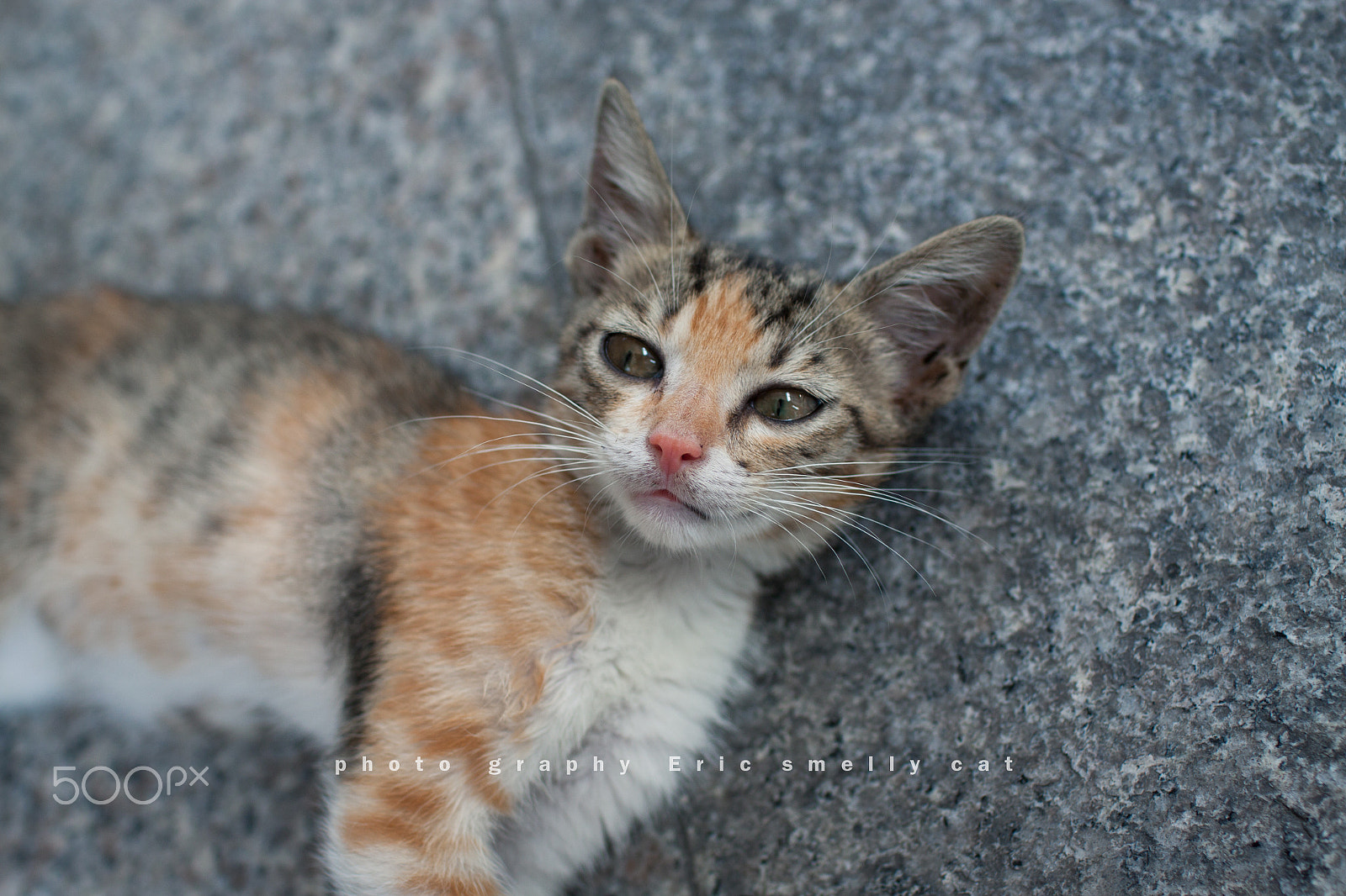 Canon EOS 50D + Canon EF 35mm F1.4L USM sample photo. Cat photography