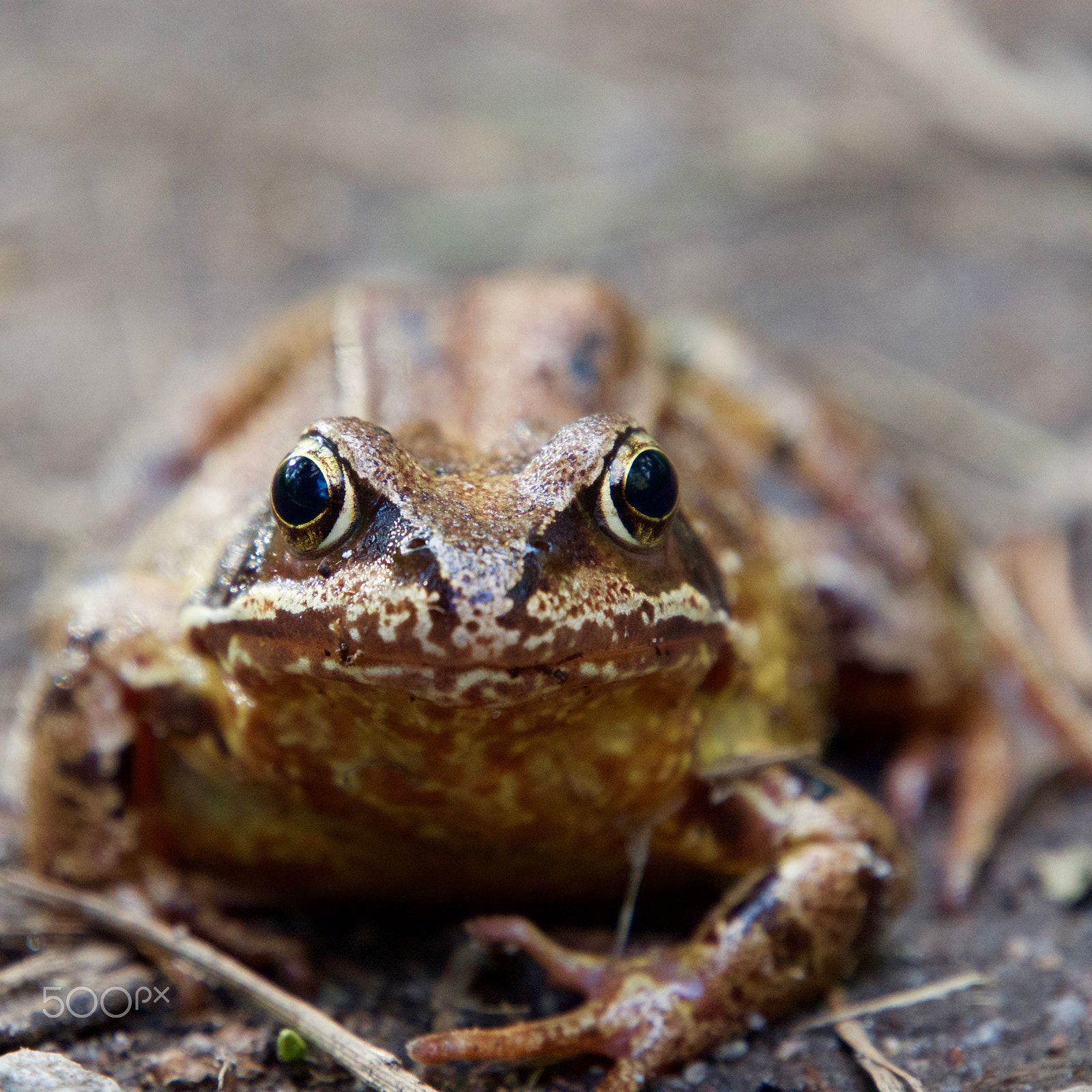 Olympus OM-D E-M10 sample photo. Frog photography