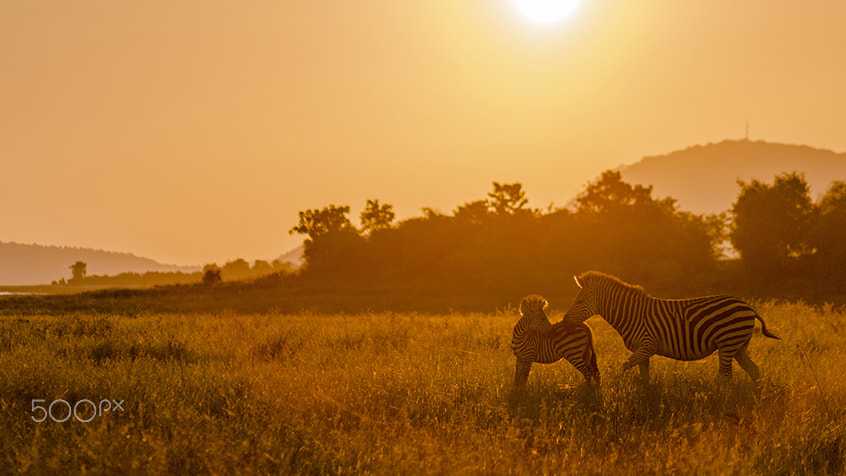 AF Nikkor 70-210mm f/4-5.6D sample photo. Kariba zebras (lr) photography