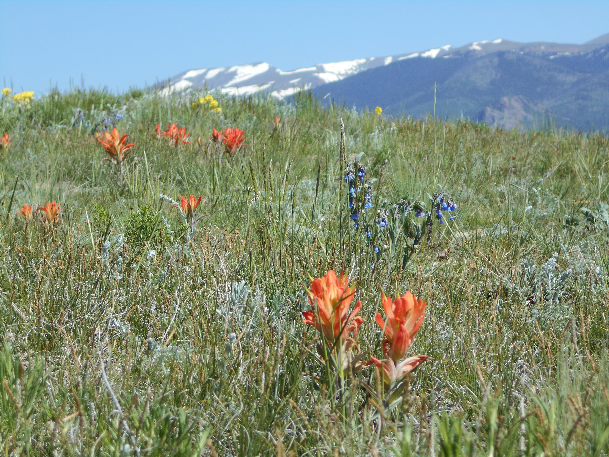 Nikon COOLPIX L30 sample photo. Indian paintbrush south park photography