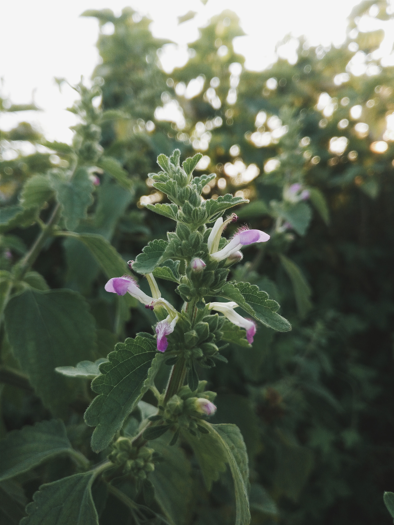 vivo X5S L sample photo. Flowers photography