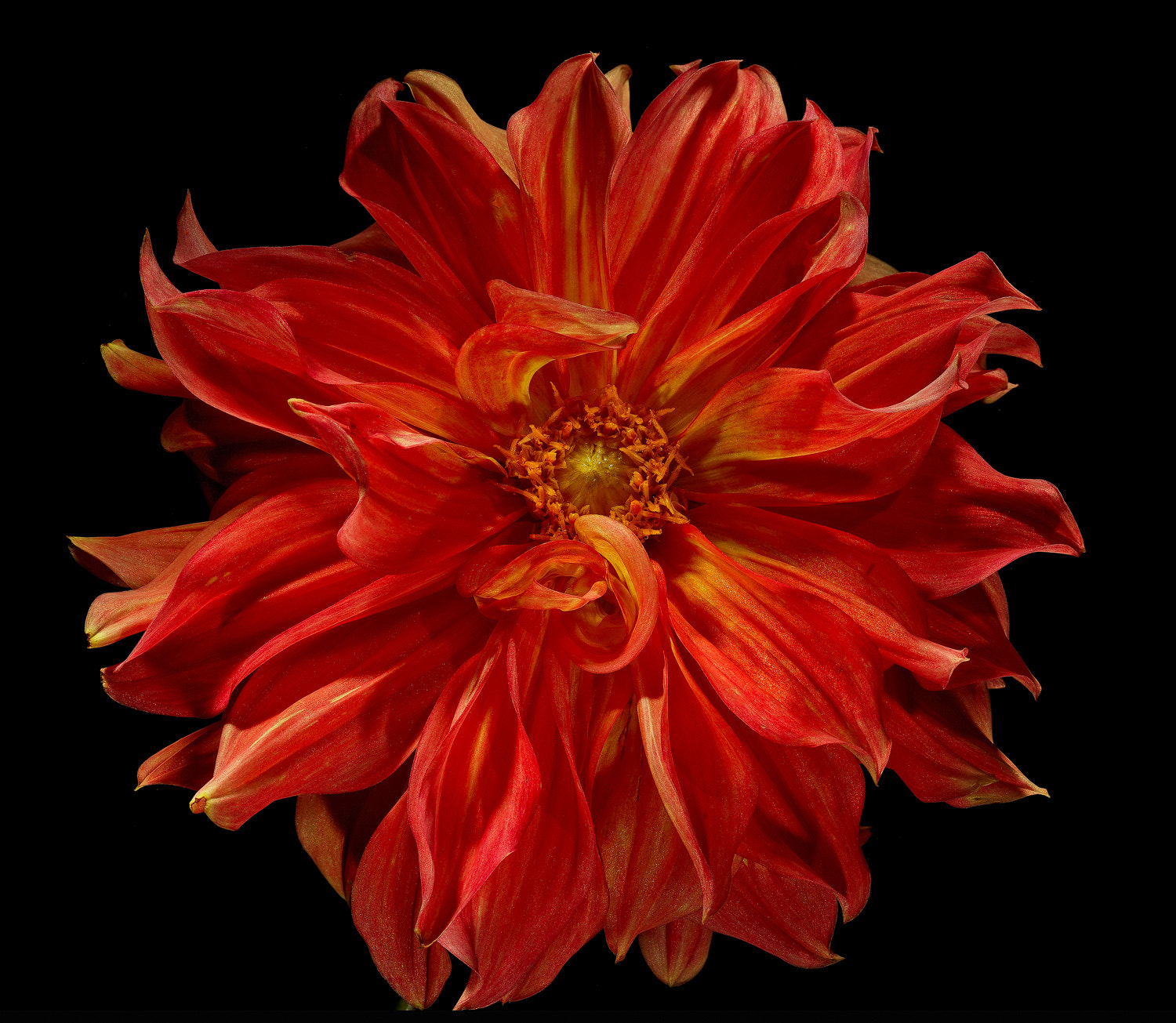 100mm F2.8 SSM sample photo. Curly flames dahlia photography