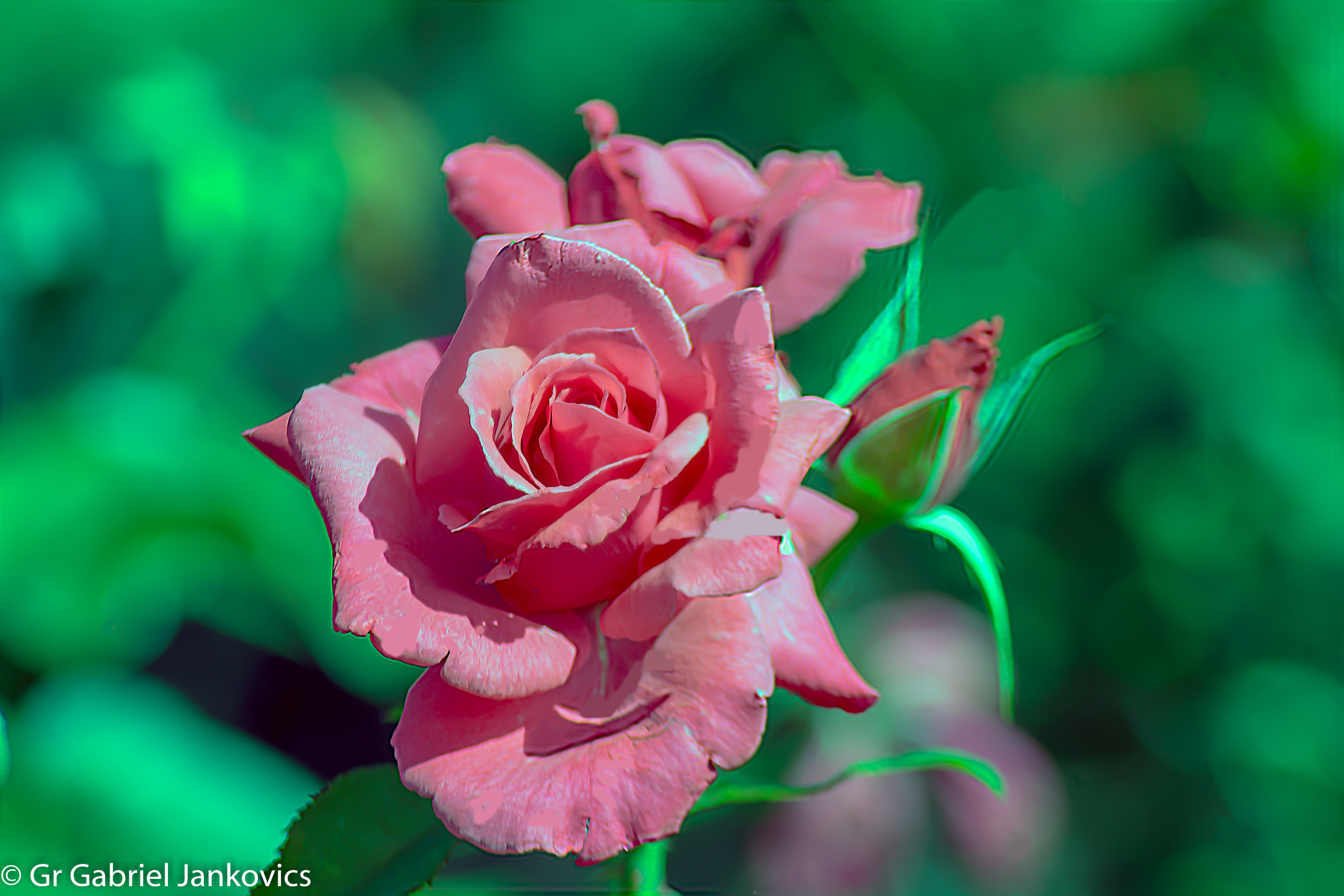Canon EOS 600D (Rebel EOS T3i / EOS Kiss X5) + Tamron AF 70-300mm F4-5.6 Di LD Macro sample photo. Pink rose photography