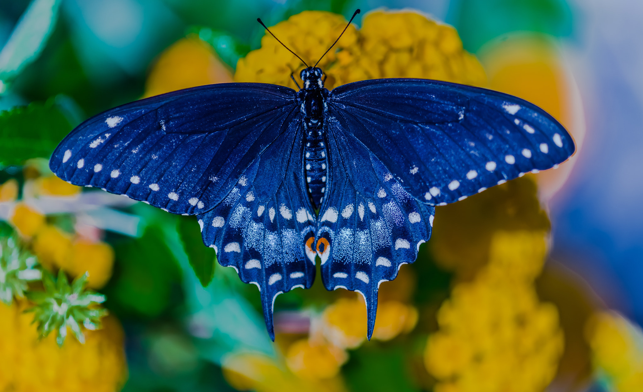 Nikon AF Micro-Nikkor 200mm F4D ED-IF sample photo. Butterfly photography