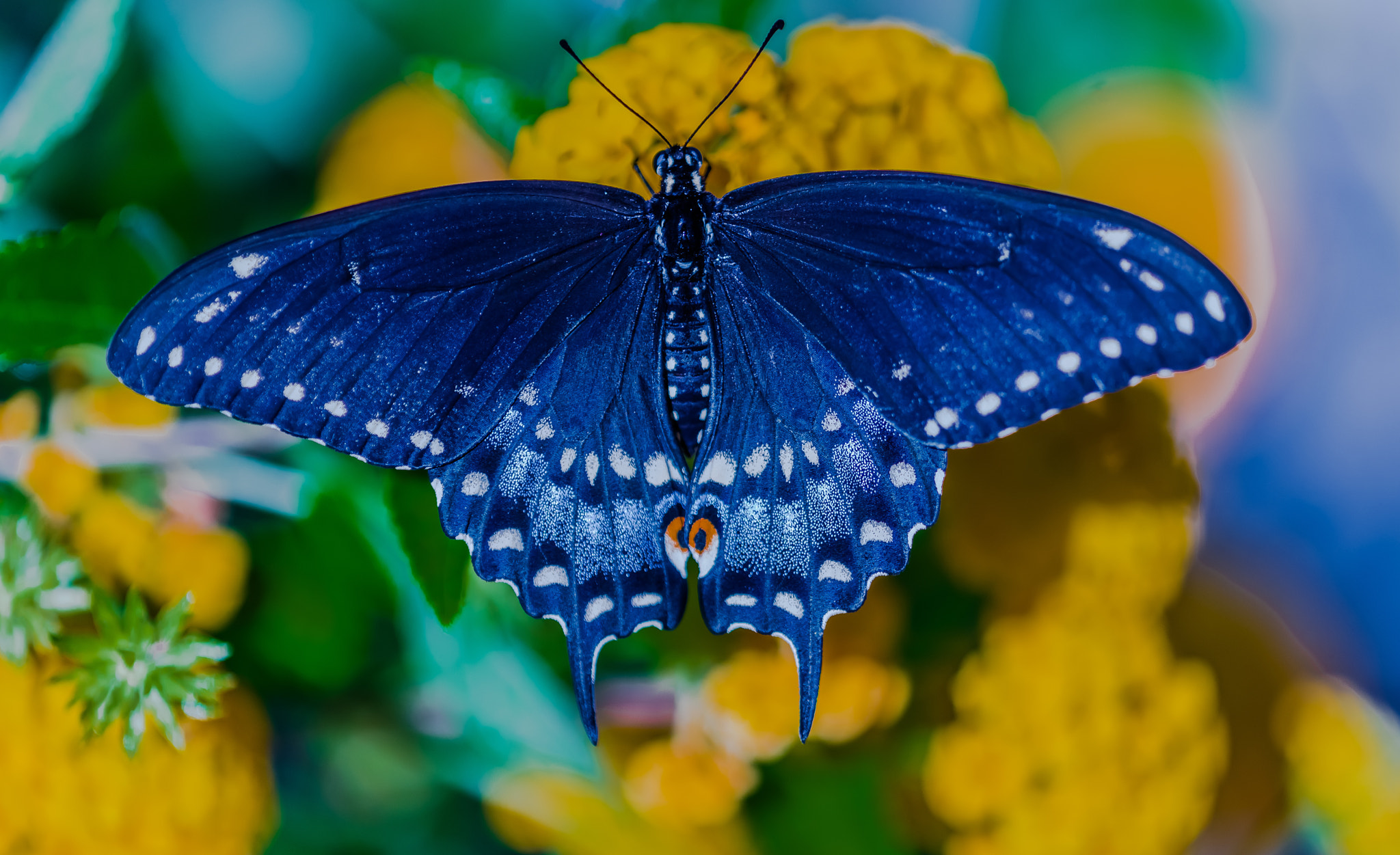 Nikon D750 + Nikon AF Micro-Nikkor 200mm F4D ED-IF sample photo. Butterfly photography