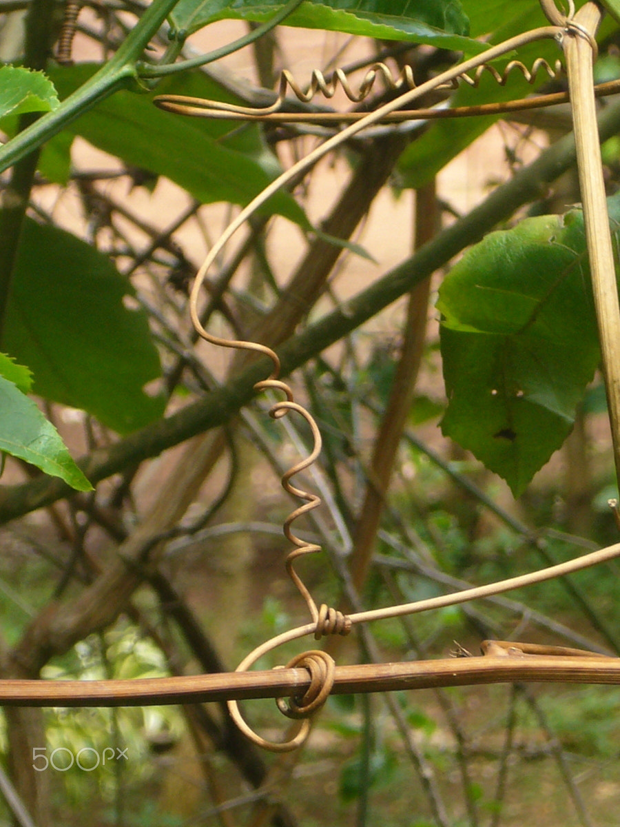 Panasonic DMC-FX01 sample photo. Knotty - nature's tendril art work photography