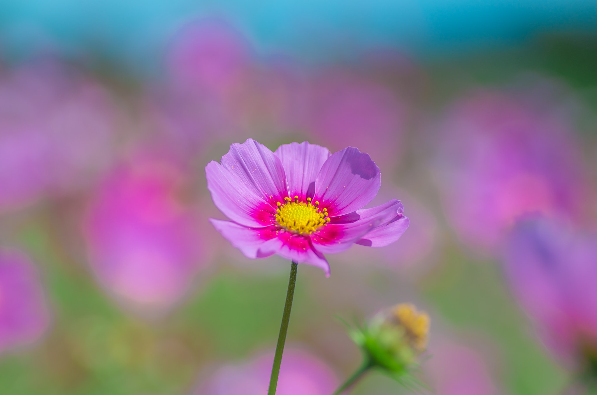 Pentax smc D-FA 100mm F2.8 Macro WR sample photo