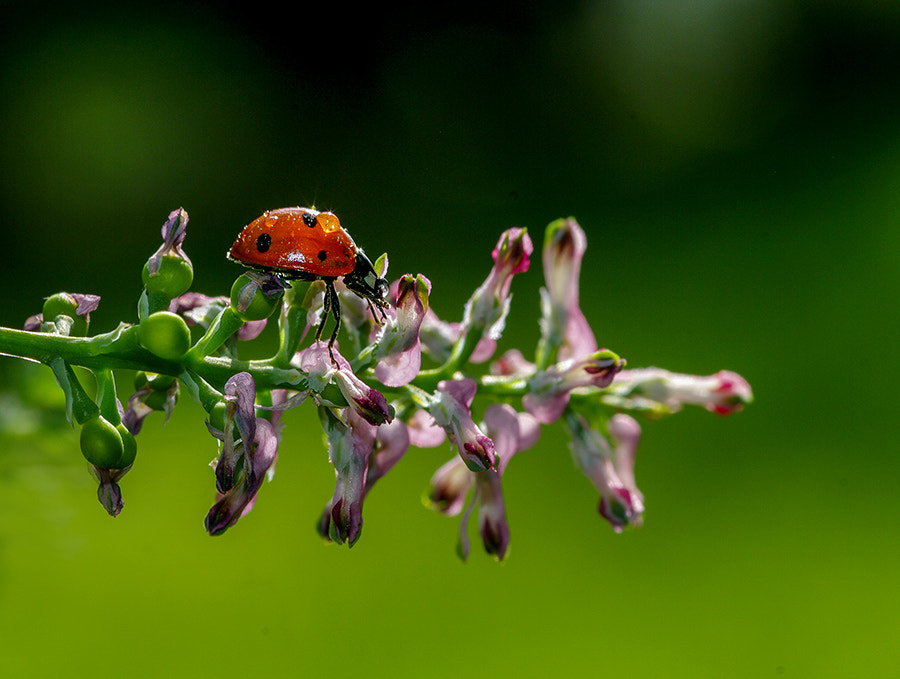 Pentax K20D + smc PENTAX-FA Macro 100mm F2.8 sample photo. Ladybug photography