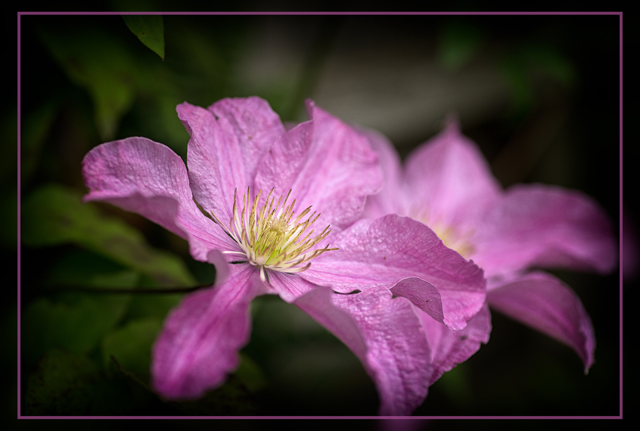 Canon EOS 6D + Tamron SP AF 90mm F2.8 Di Macro sample photo. Pink clematis photography