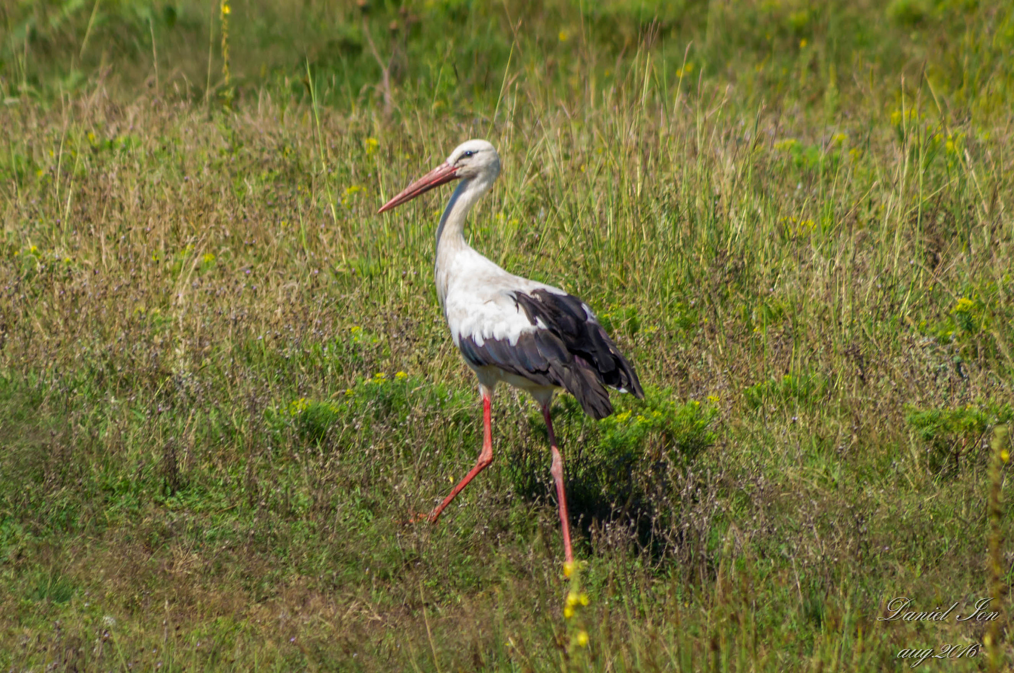 smc PENTAX-FA 80-320mm F4.5-5.6 sample photo. Ciconia ciconia photography