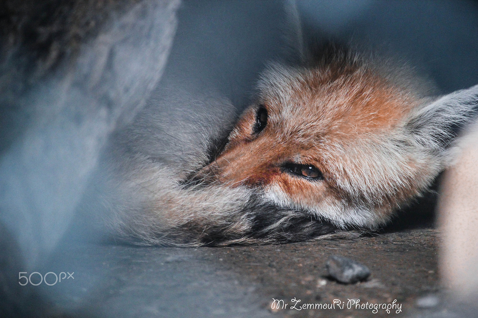 Canon EF-S 55-250mm F4-5.6 IS STM sample photo. Fox photography