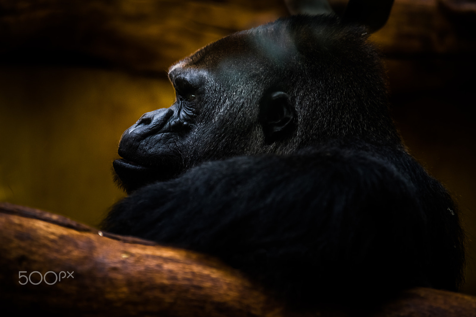 Pentax K-1 sample photo. Thinking hard photography
