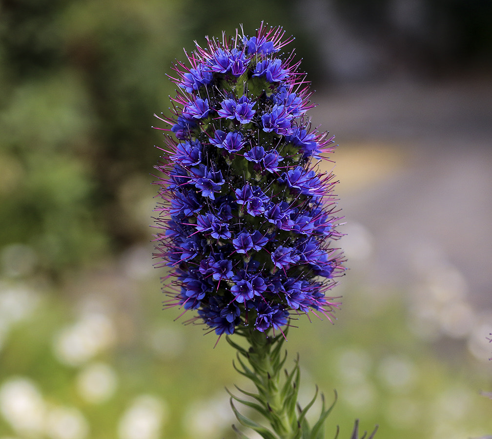 Canon EOS 70D + Tamron SP AF 90mm F2.8 Di Macro sample photo. Blue flower photography