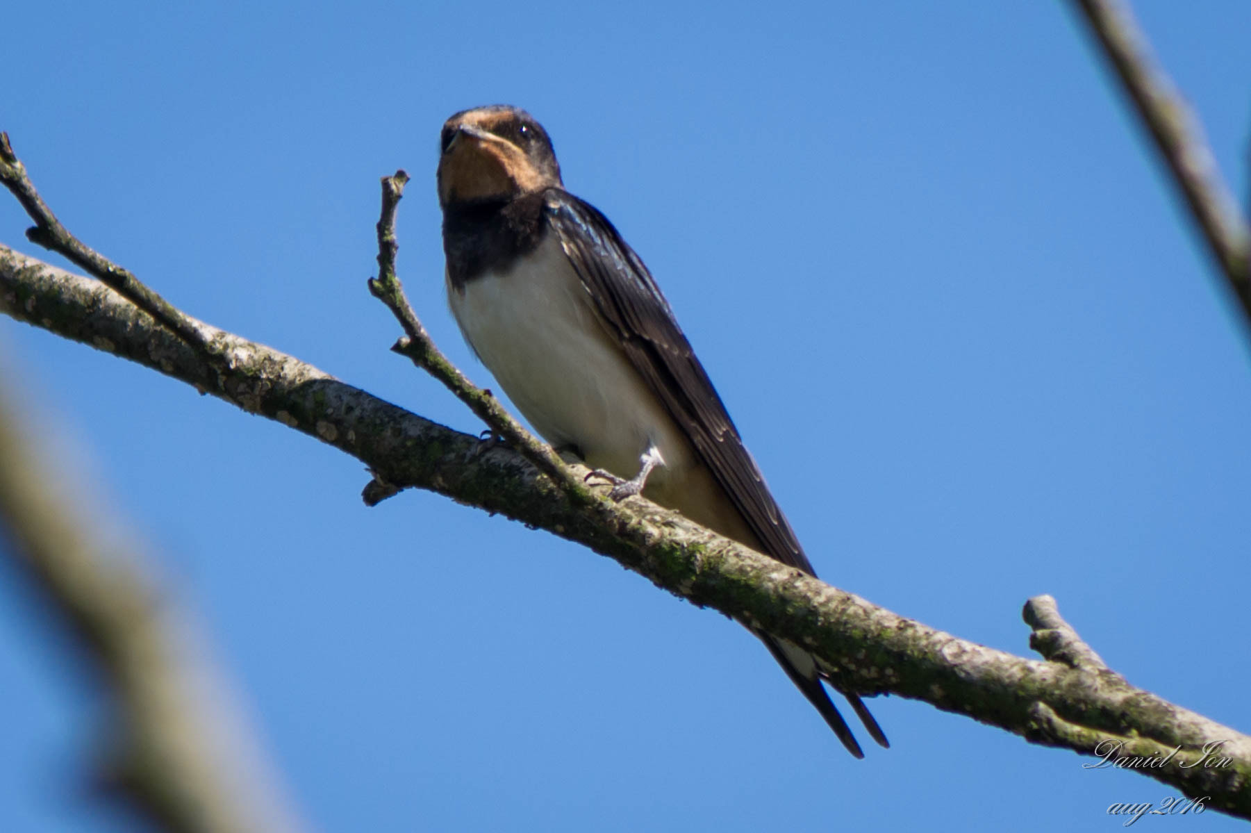 Pentax K-x + smc PENTAX-FA 80-320mm F4.5-5.6 sample photo. Hirundo rustica photography