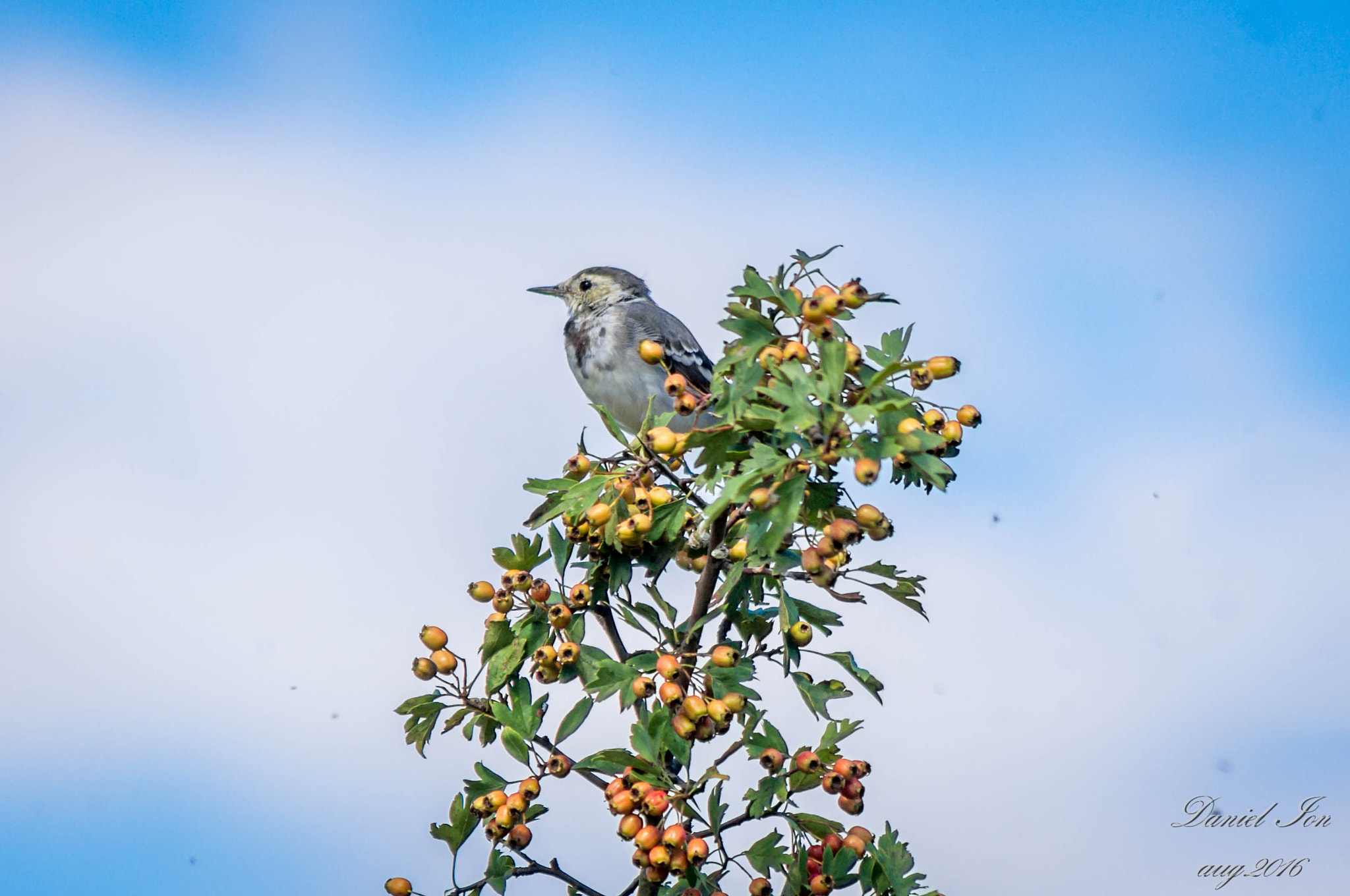 Pentax K-x + smc PENTAX-FA 80-320mm F4.5-5.6 sample photo. Motacilla alba photography