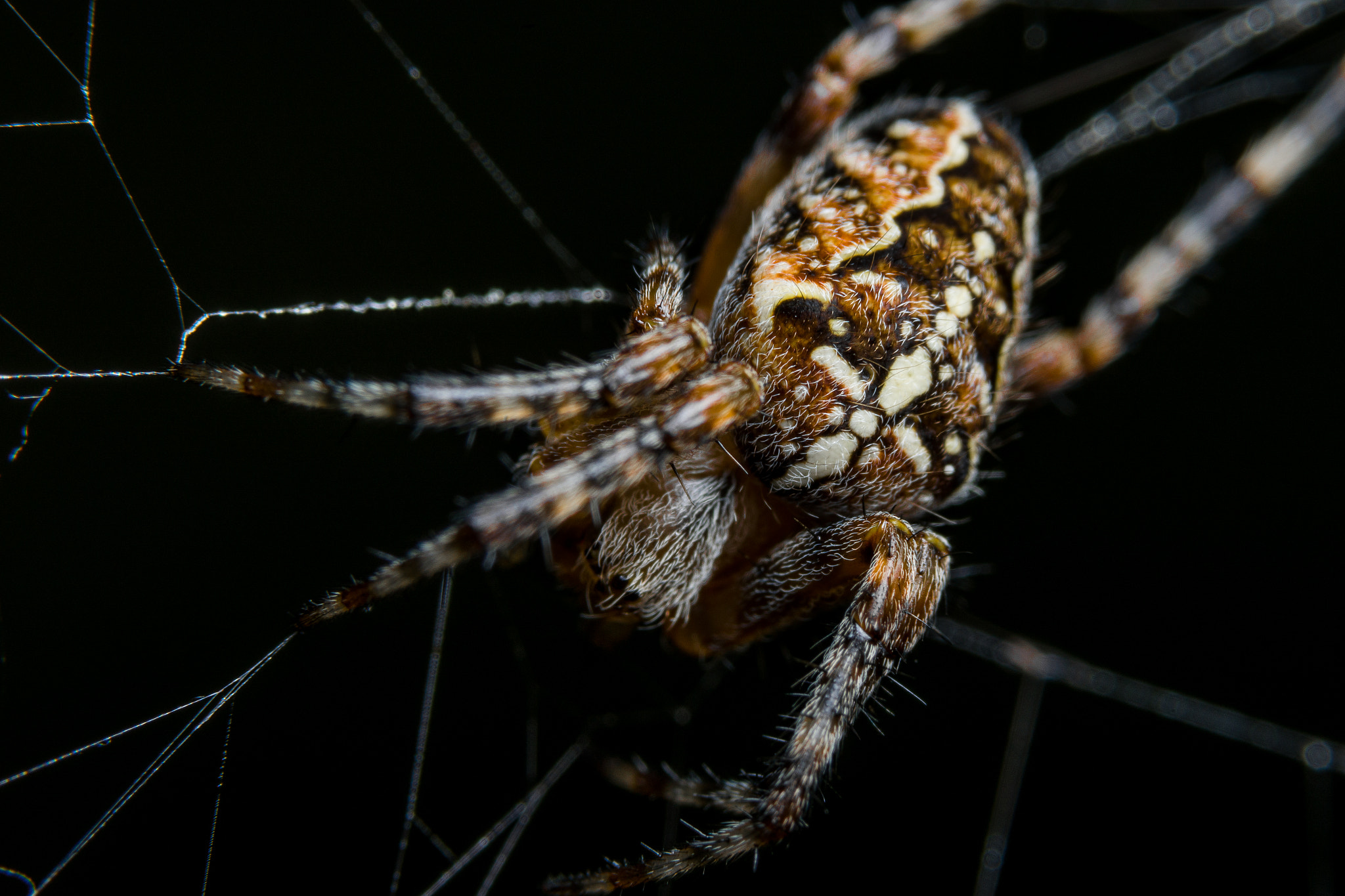 Sony a99 II + 90mm F2.8 Macro SSM sample photo. Cross spider photography