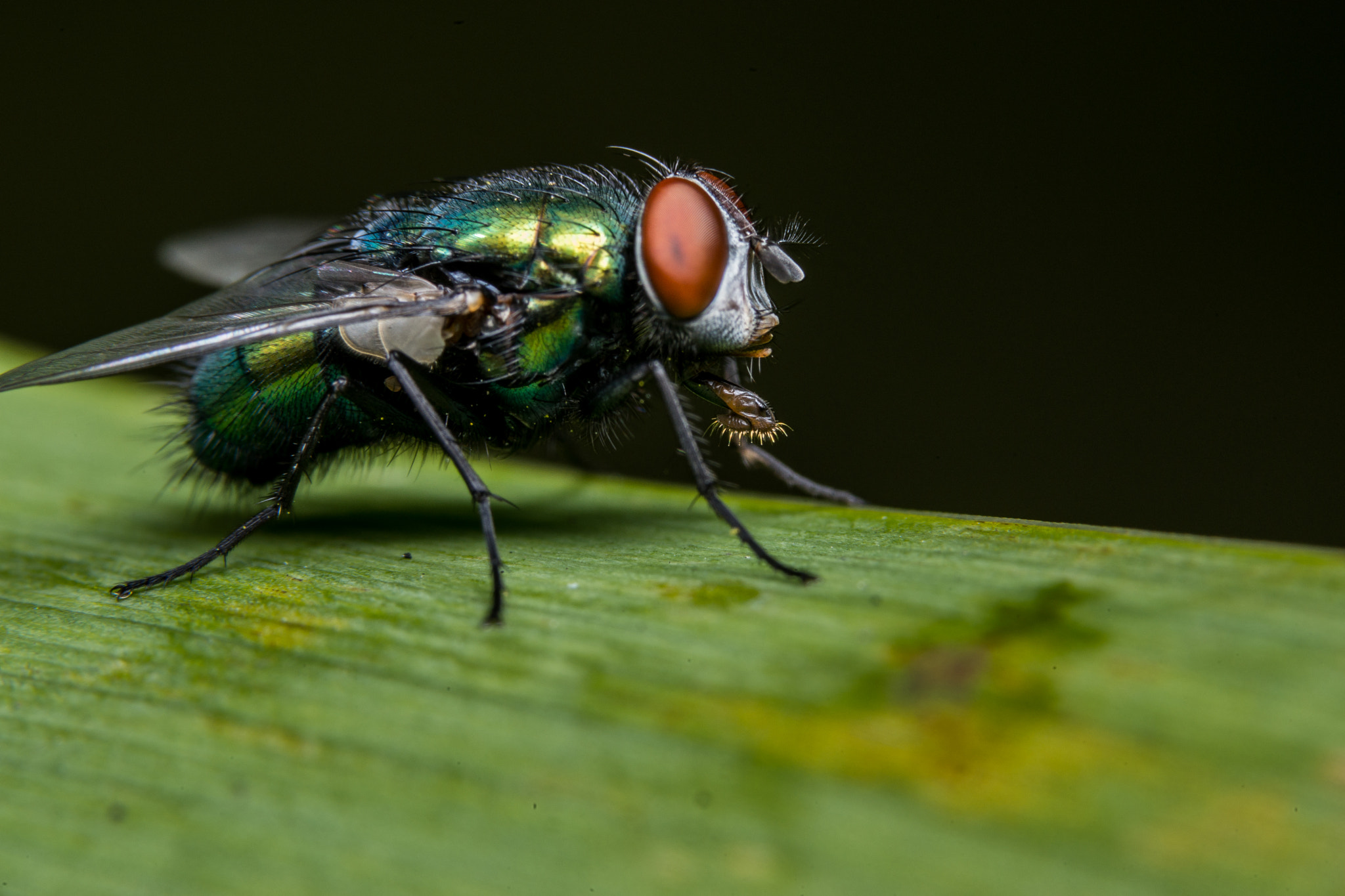 Sony a99 II + 90mm F2.8 Macro SSM sample photo. Fly photography