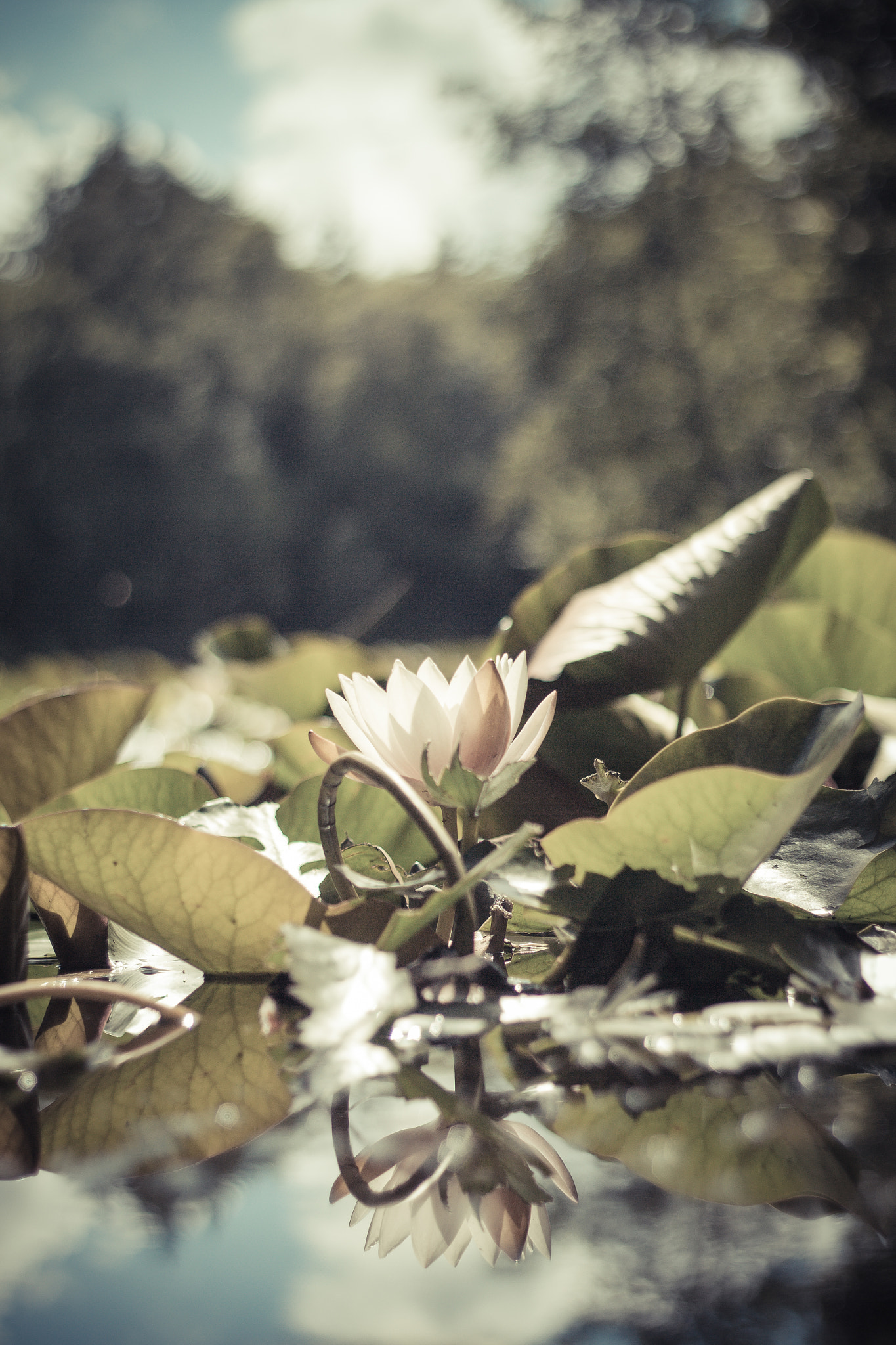 Canon EOS 60D + Canon EF 50mm f/1.8 sample photo. A flowers reflection photography