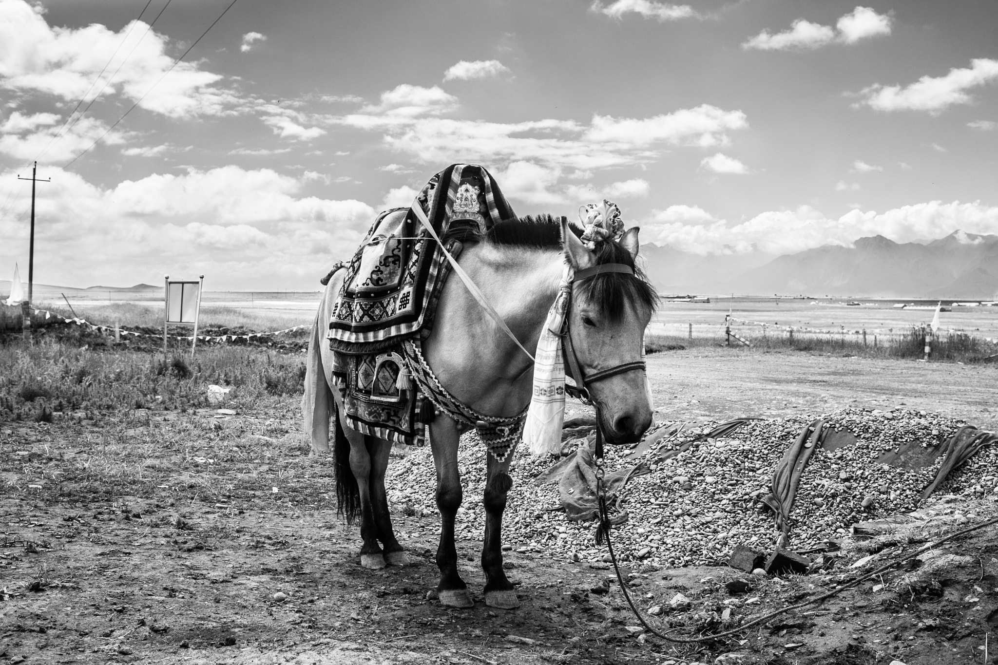 ZEISS Distagon T* 35mm F2 sample photo. Horse (qinghai) 01 photography