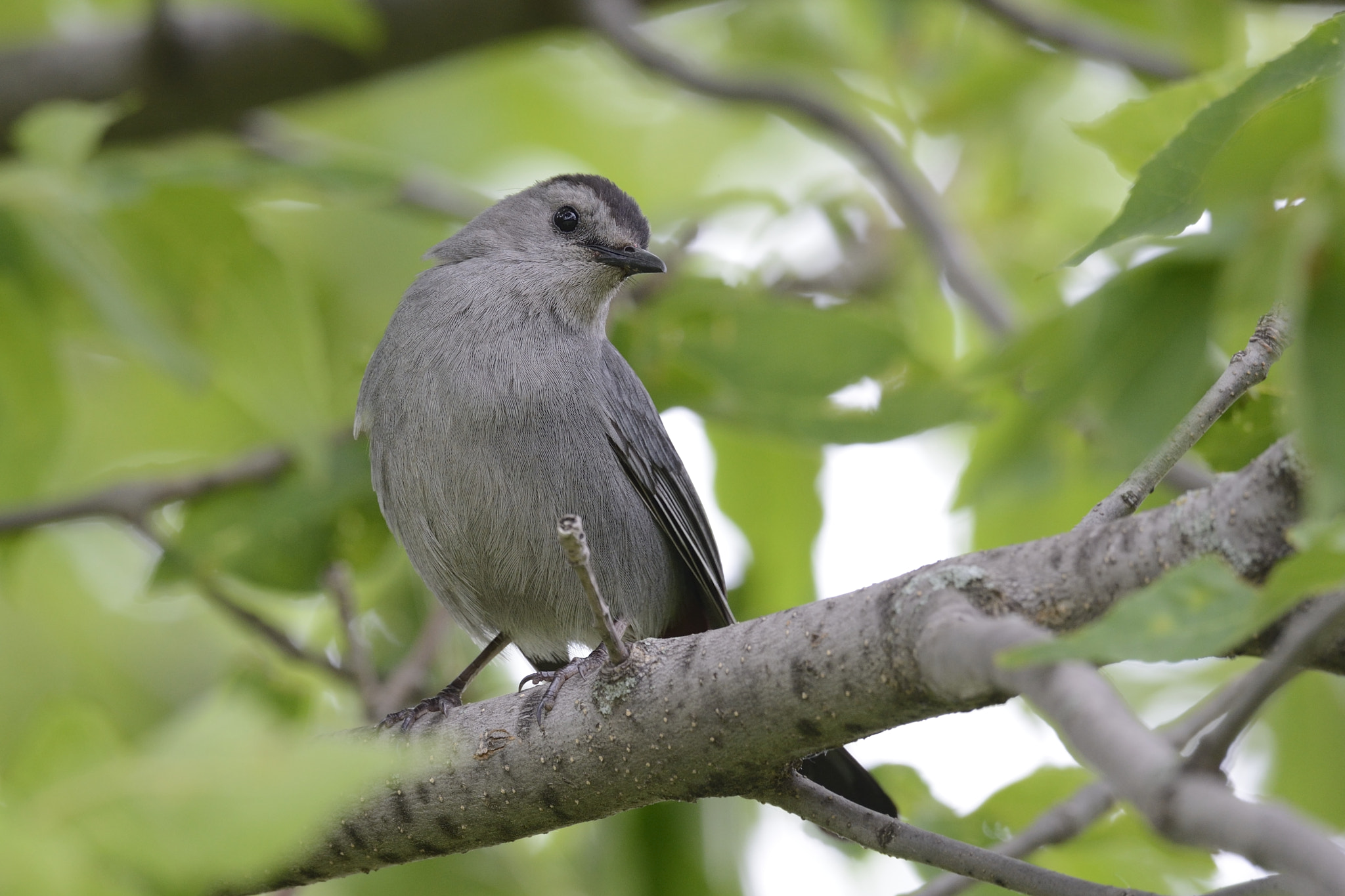 Nikon AF-S Nikkor 800mm F5.6E FL ED VR sample photo. Moqueur chat - dumetella carolinensis - grey catbird photography