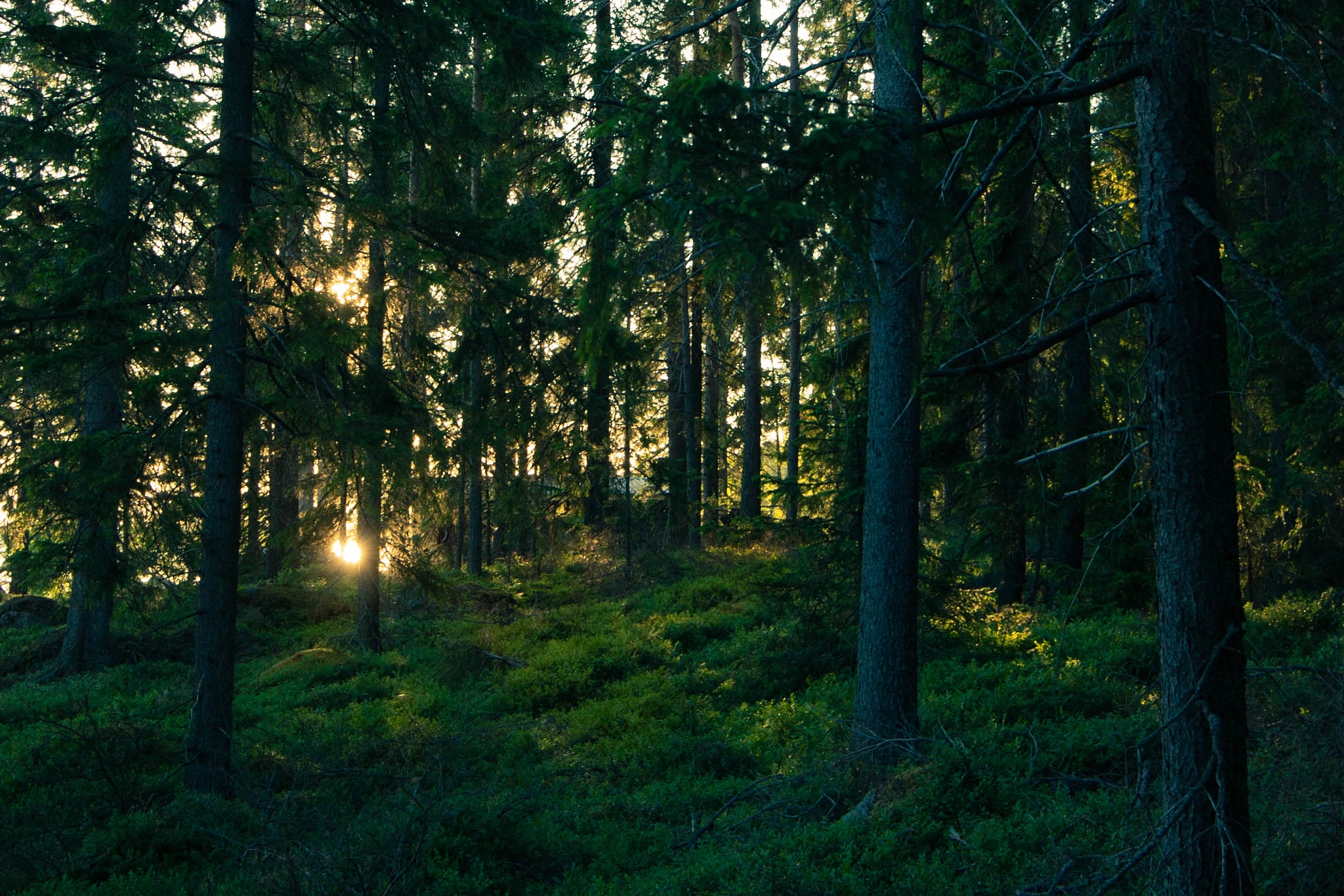 Canon EOS-1D Mark II sample photo. Midnight sun lights up the forest photography