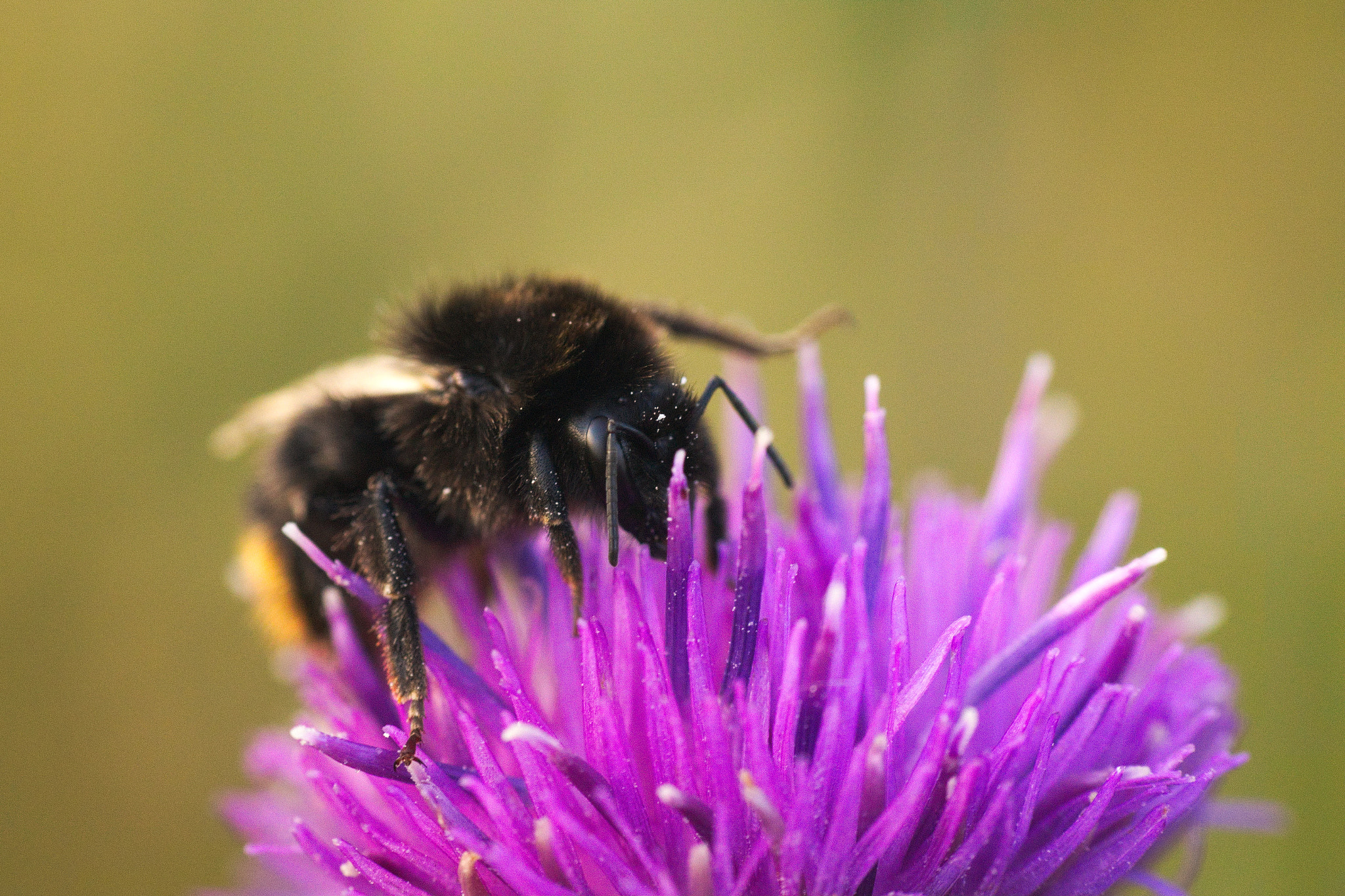 Sony ILCA-77M2 + Sigma 70-300mm F4-5.6 DL Macro sample photo. Bumblebee photography