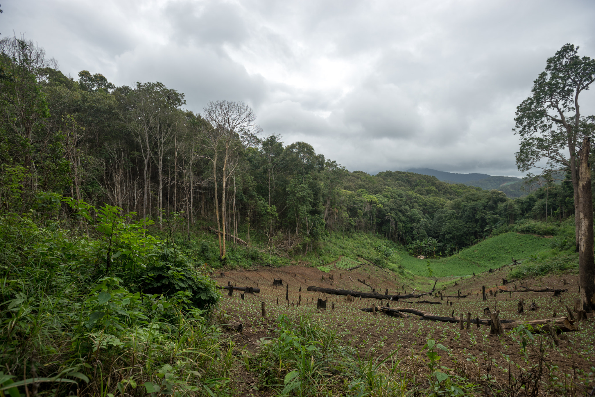 Sony a7 II + Canon EF 16-35mm F2.8L II USM sample photo. Deforestation photography