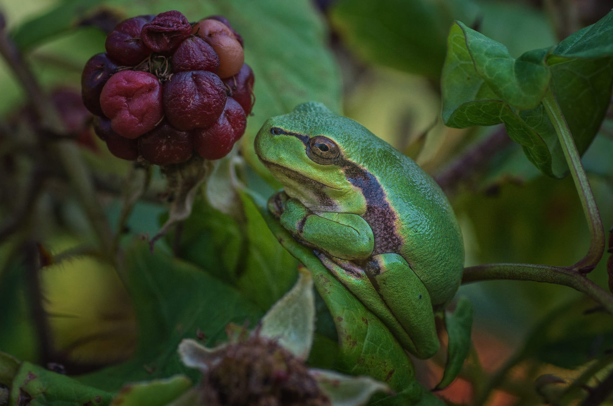 Pentax K-5 II sample photo. Waiting for the prince photography