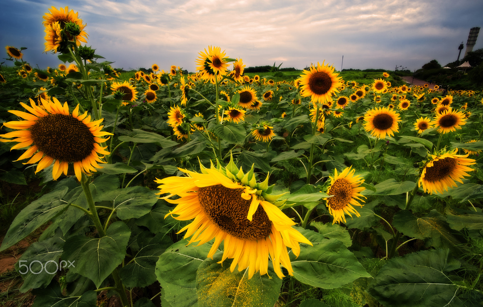 Nikon D610 + Tamron SP AF 17-35mm F2.8-4 Di LD Aspherical (IF) sample photo. Cloudy with a chance of sunflowers photography