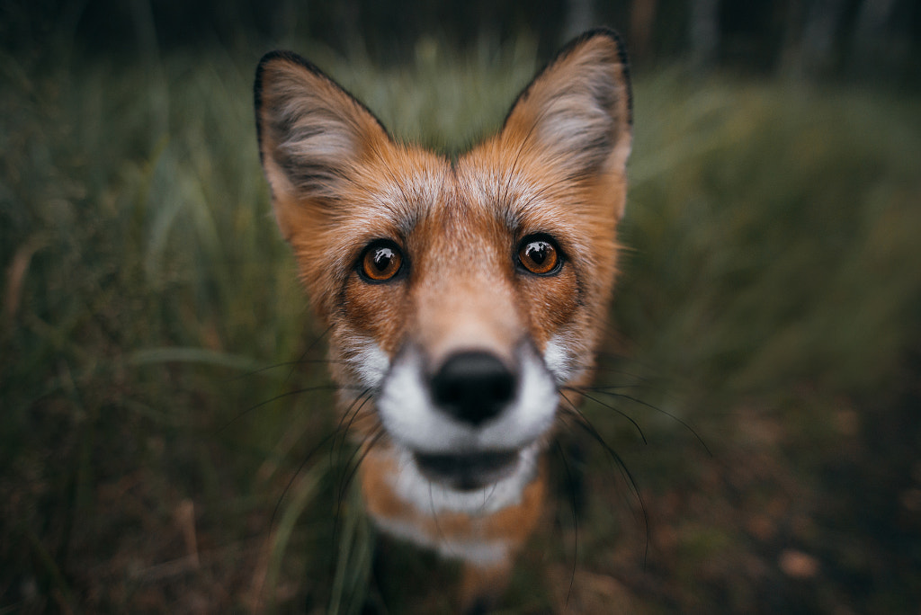 Little ginger by Grzegorz Bukalski on 500px.com