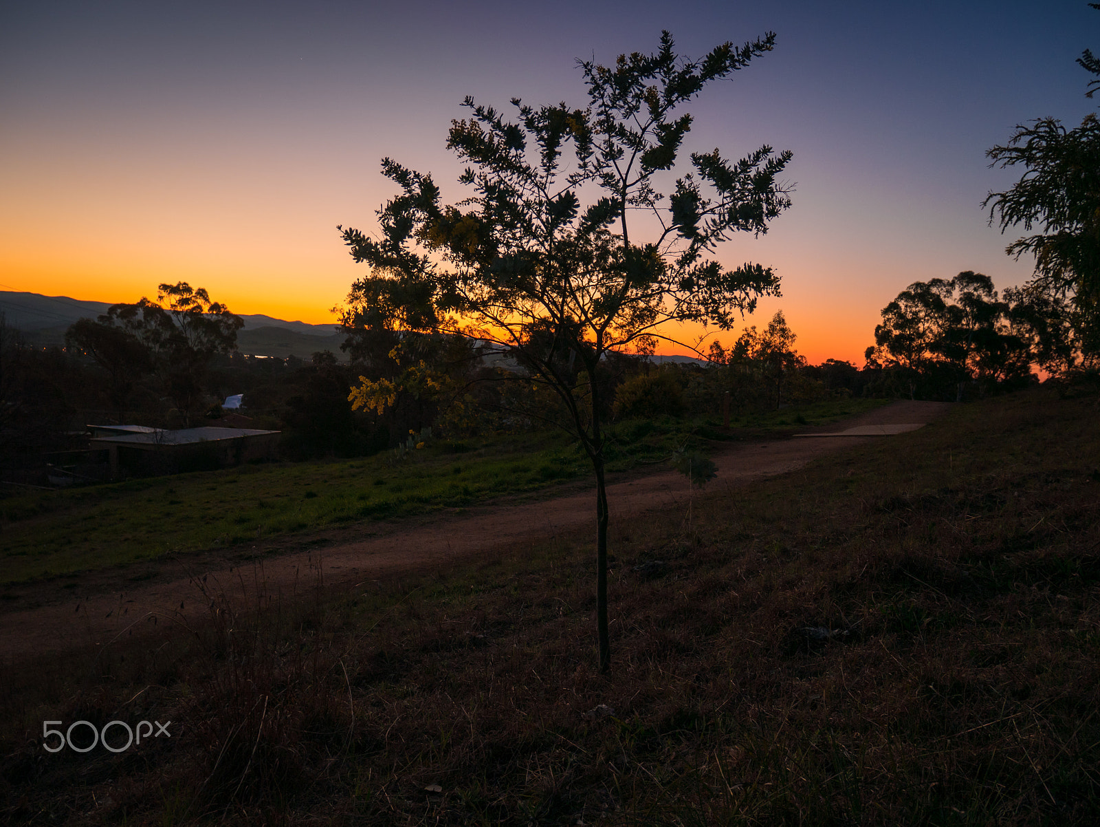 Panasonic DMC-GM1S sample photo. Golden wattle photography