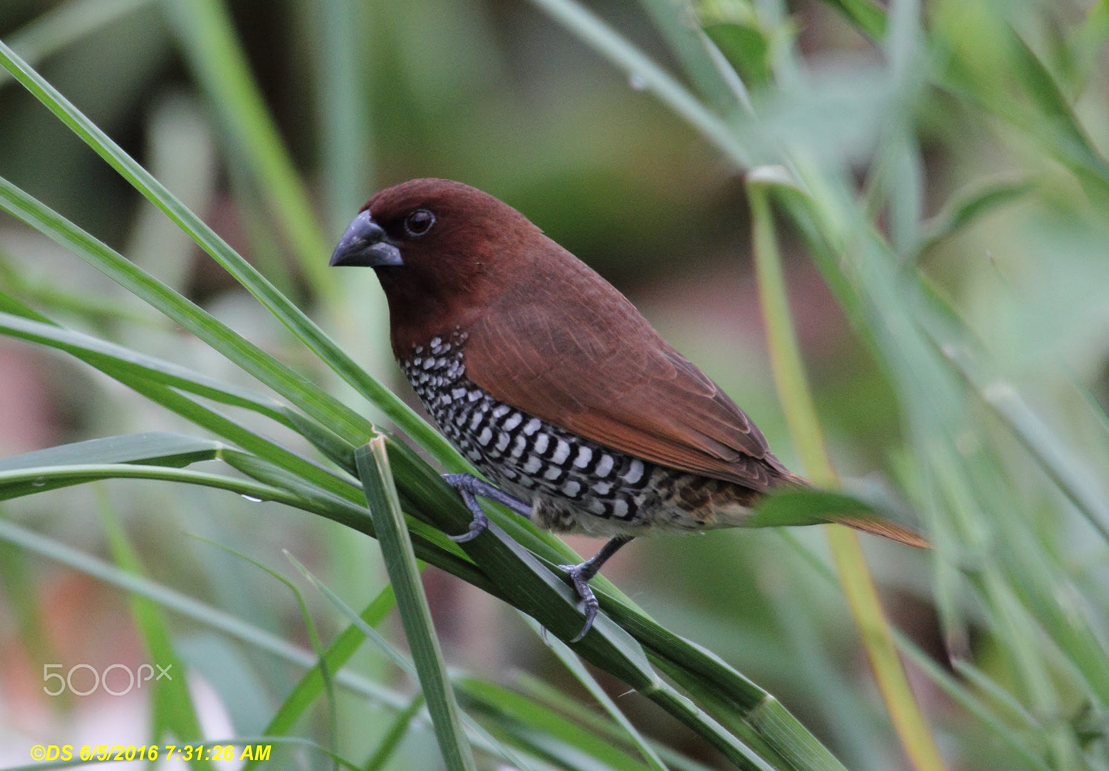 Canon EOS 60D sample photo. Scaly-breasted munia photography