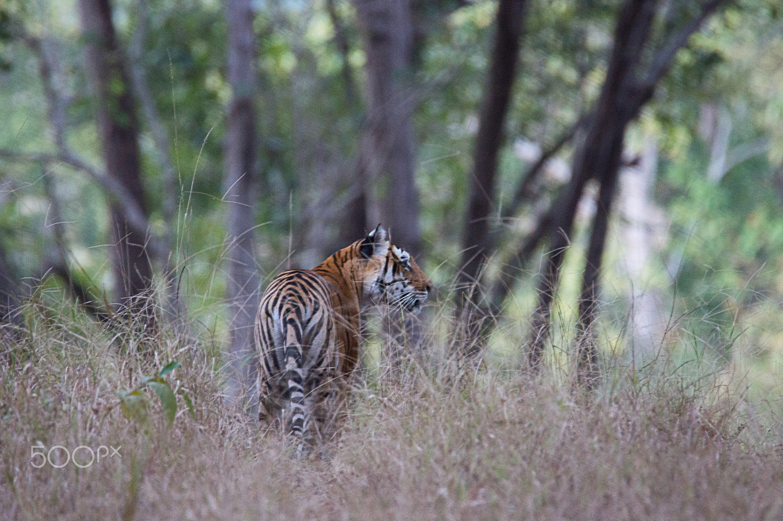 Sony SLT-A65 (SLT-A65V) sample photo. Choti mada tigress of mukki zone photography