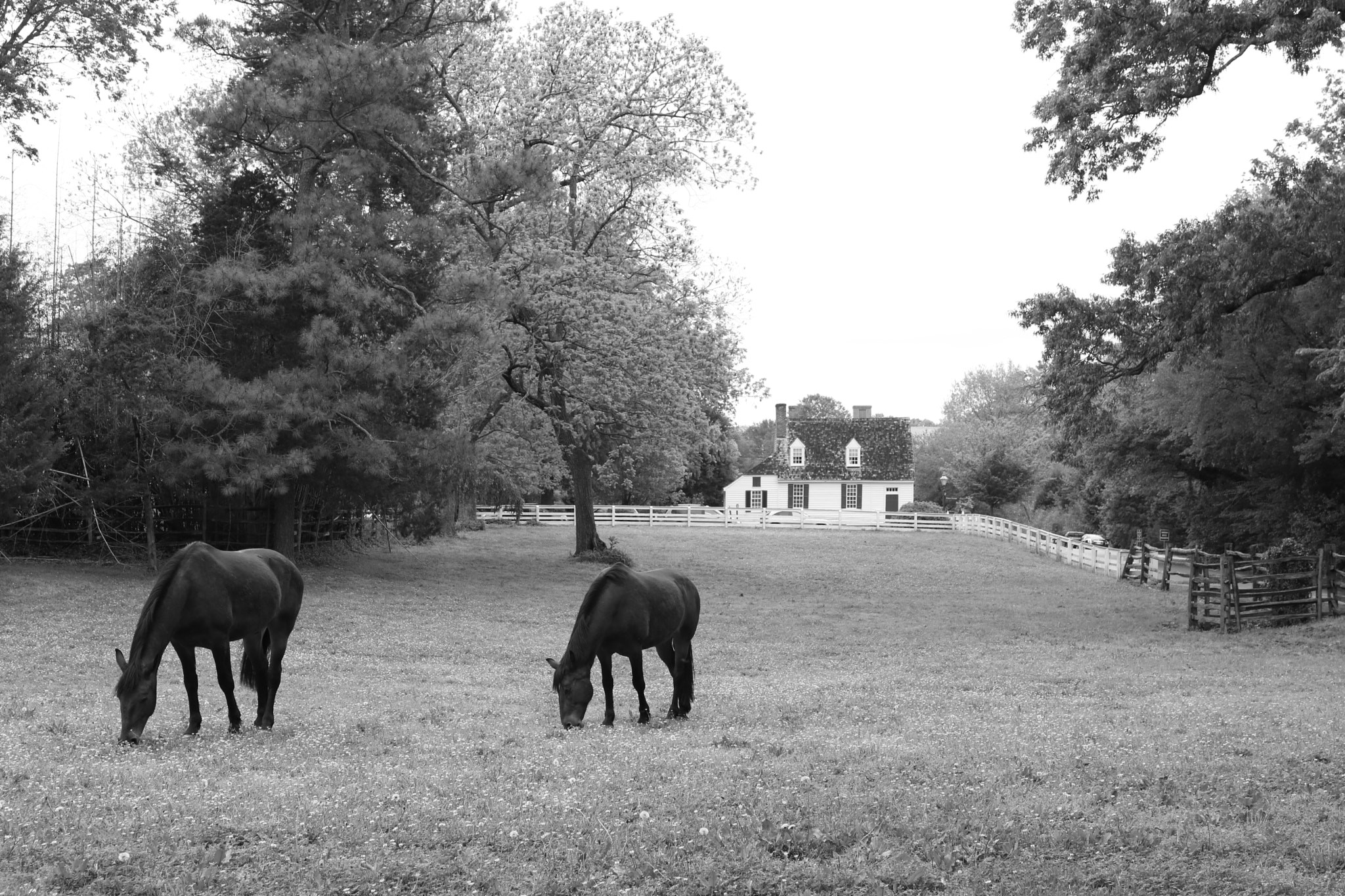 Canon EOS 760D (EOS Rebel T6s / EOS 8000D) sample photo. Colonial horses grazing photography