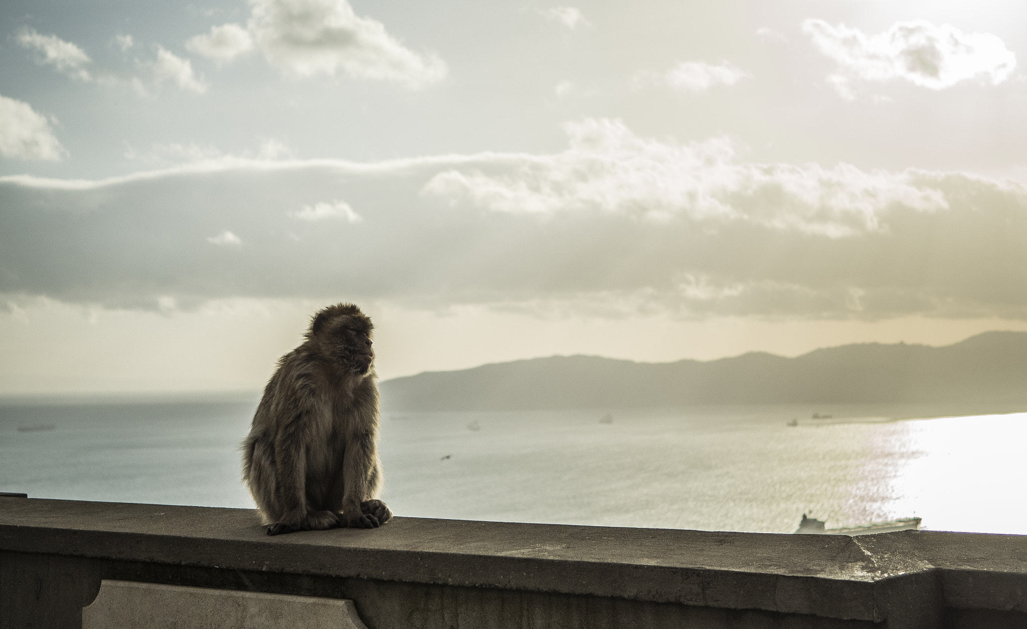 Panasonic Lumix G Macro 30mm F2.8 ASPH Mega OIS sample photo. Gibraltar ape photography